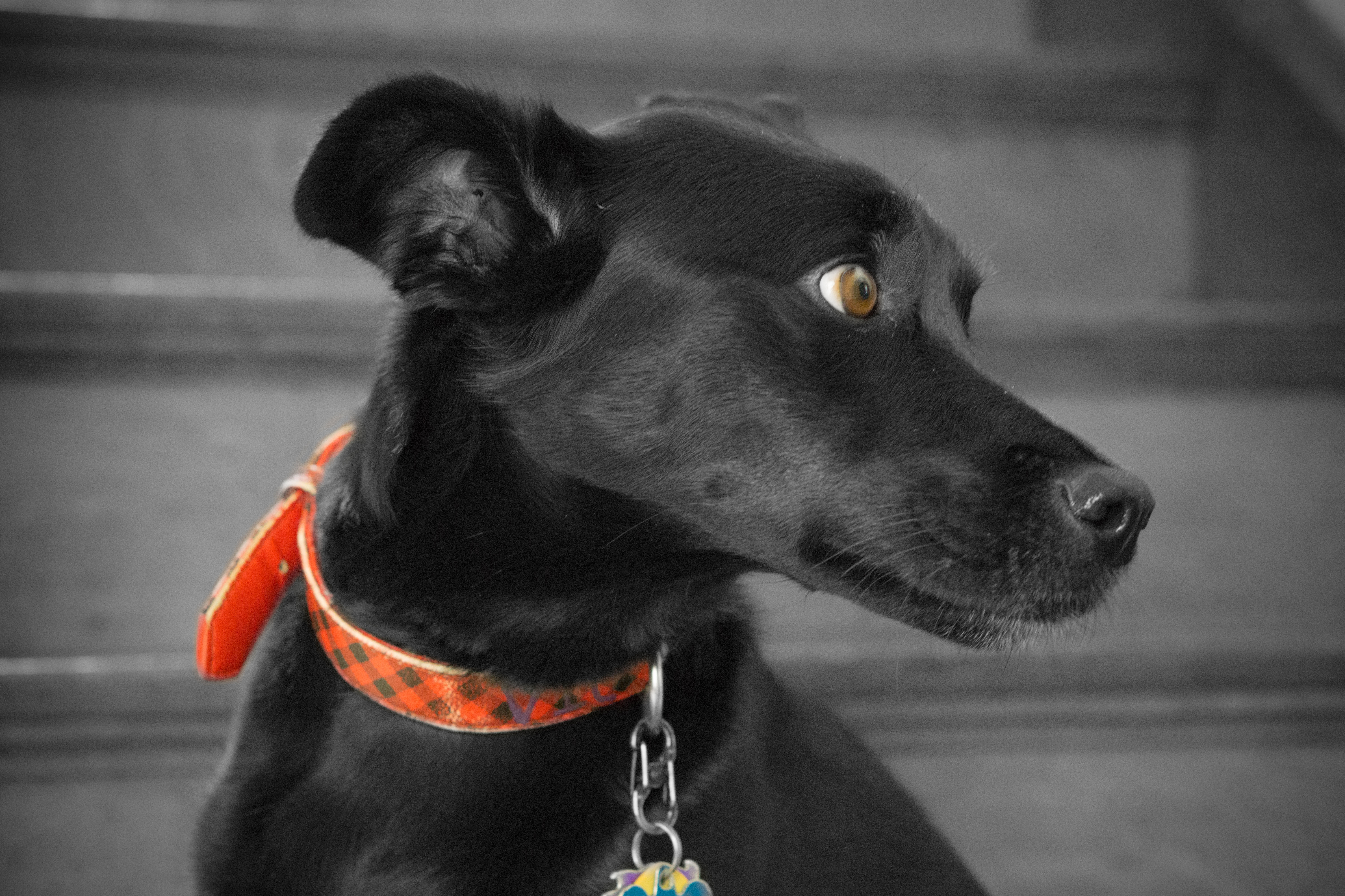 Black Dog Portrait, Animal, Black, Dog, Head, HQ Photo