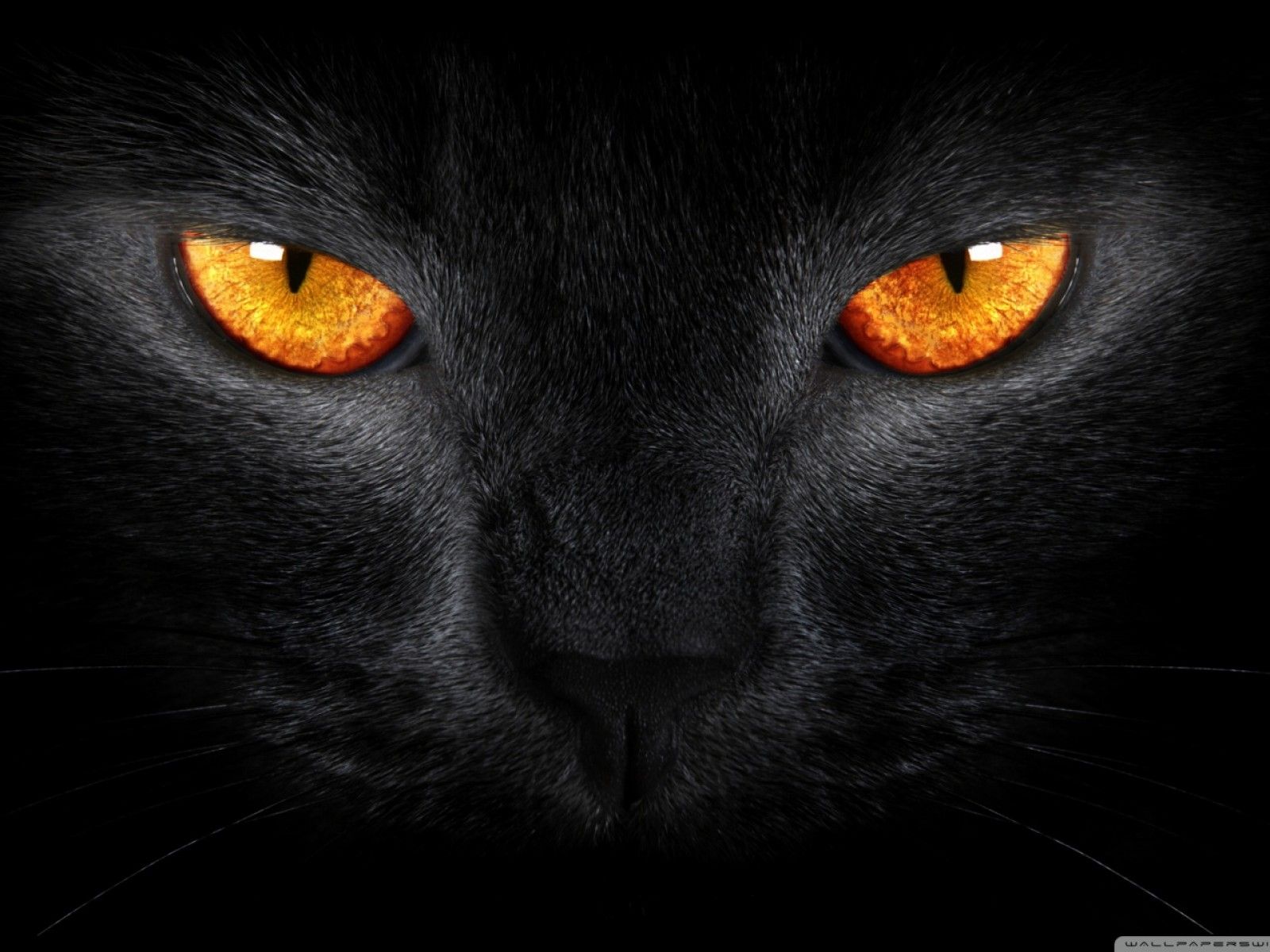 orange black animal | Black Cat with Orange Eyes | Cats | Pinterest ...