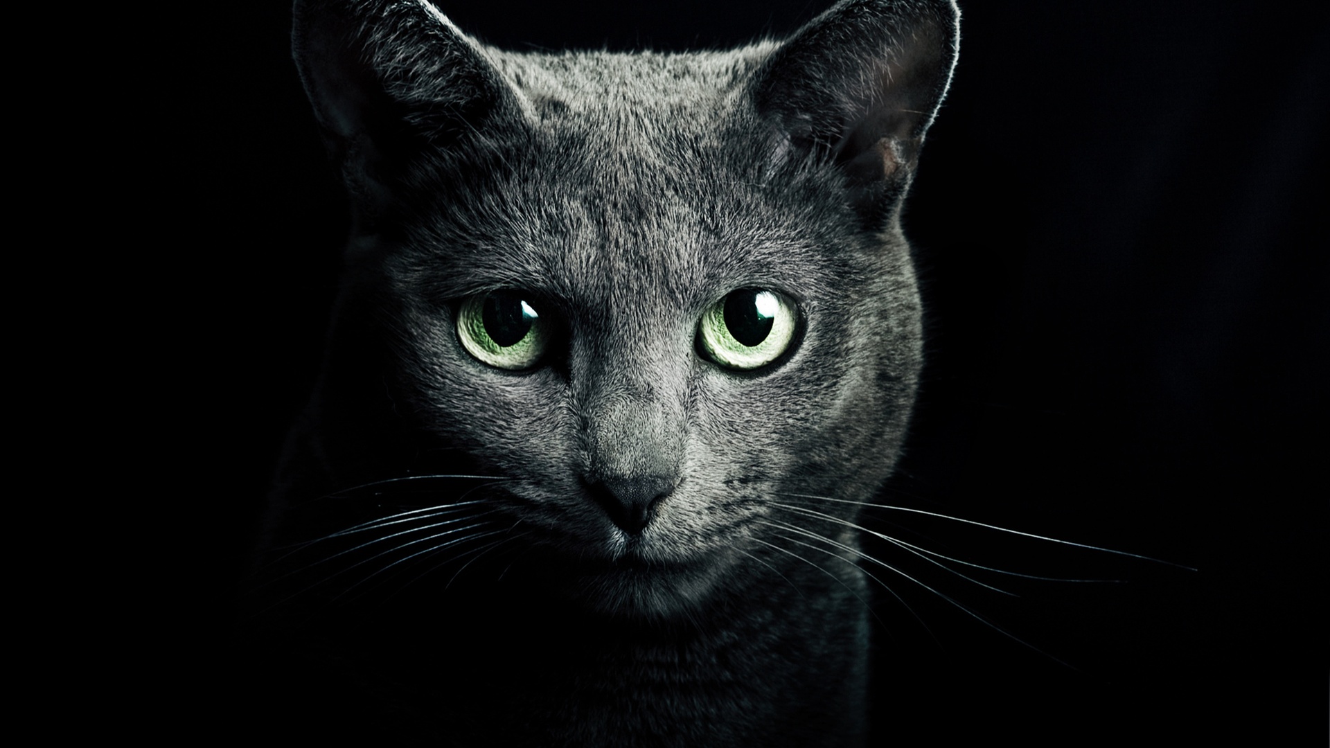 Black Cats With Green Eyes HD Wallpaper, Background Images