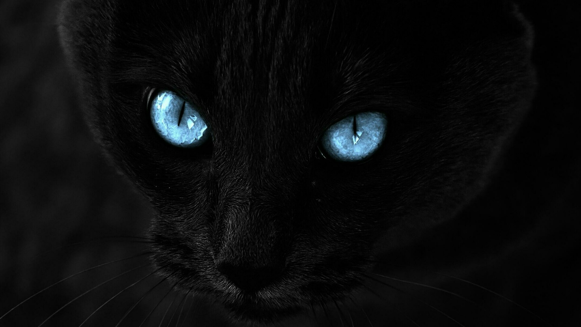 Black Cat With Blue Eyes Wallpaper | Wallpaper Studio 10 | Tens of ...