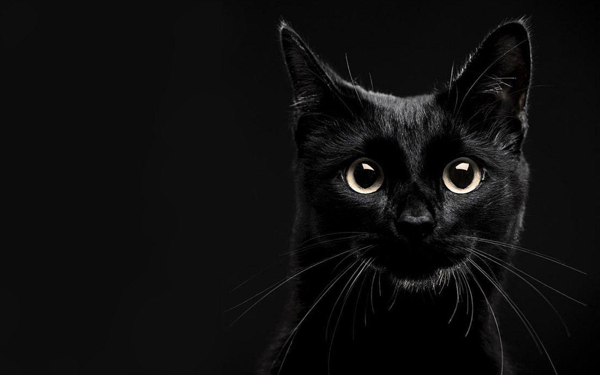 Image - Black cat with shiney eyes.jpg | Animal Jam Clans Wiki ...
