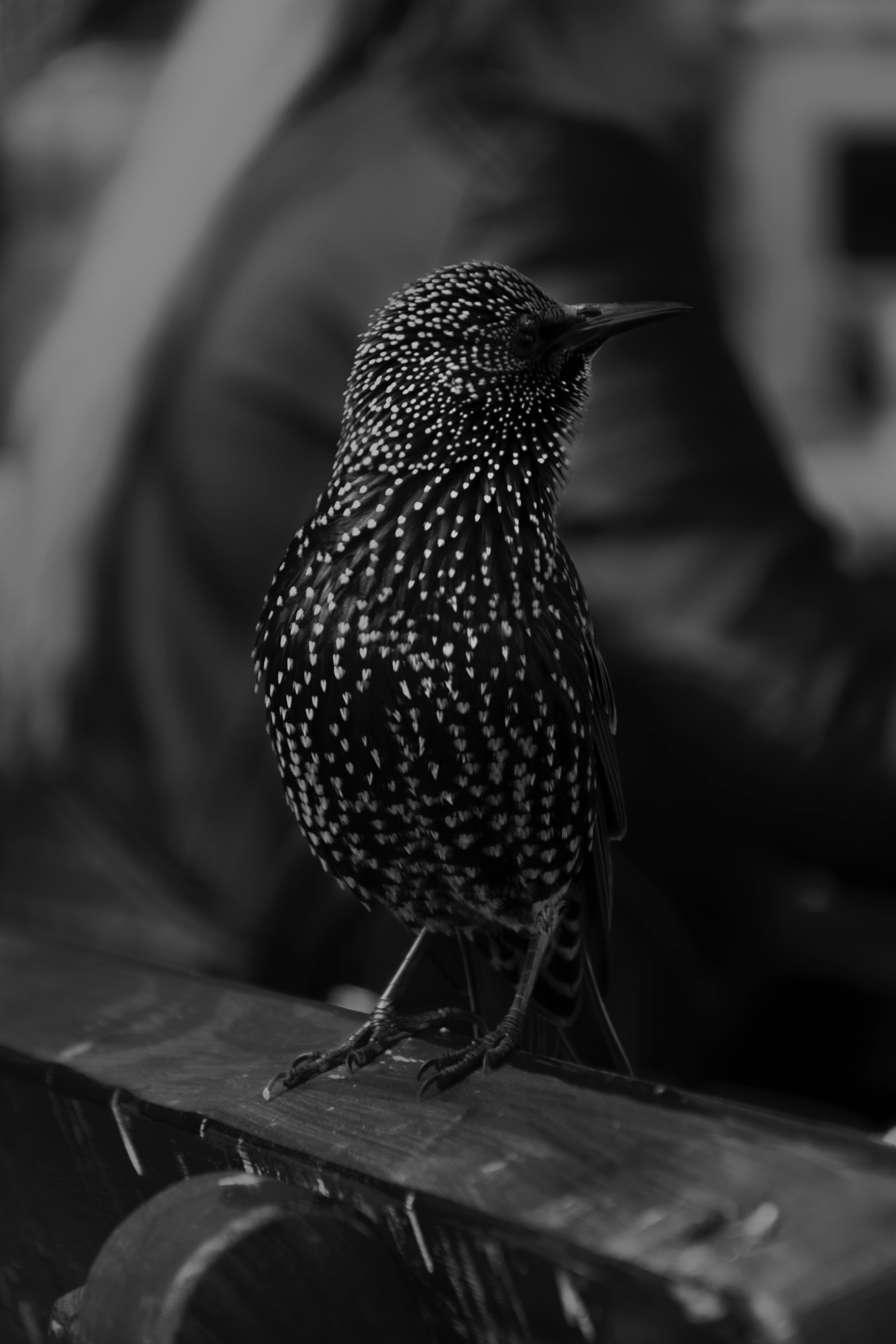 Black feathered bird selective focus photography