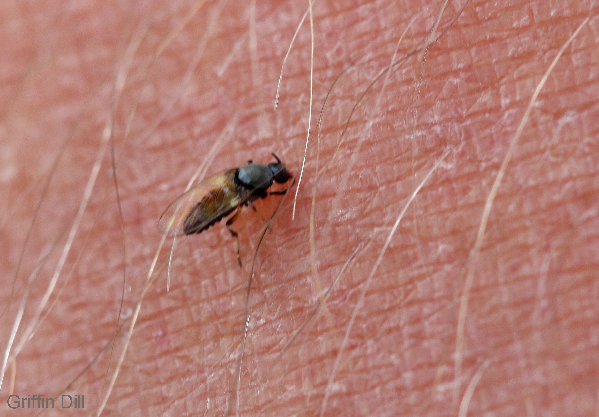 4 little-known facts about black flies that may make you hate them a ...