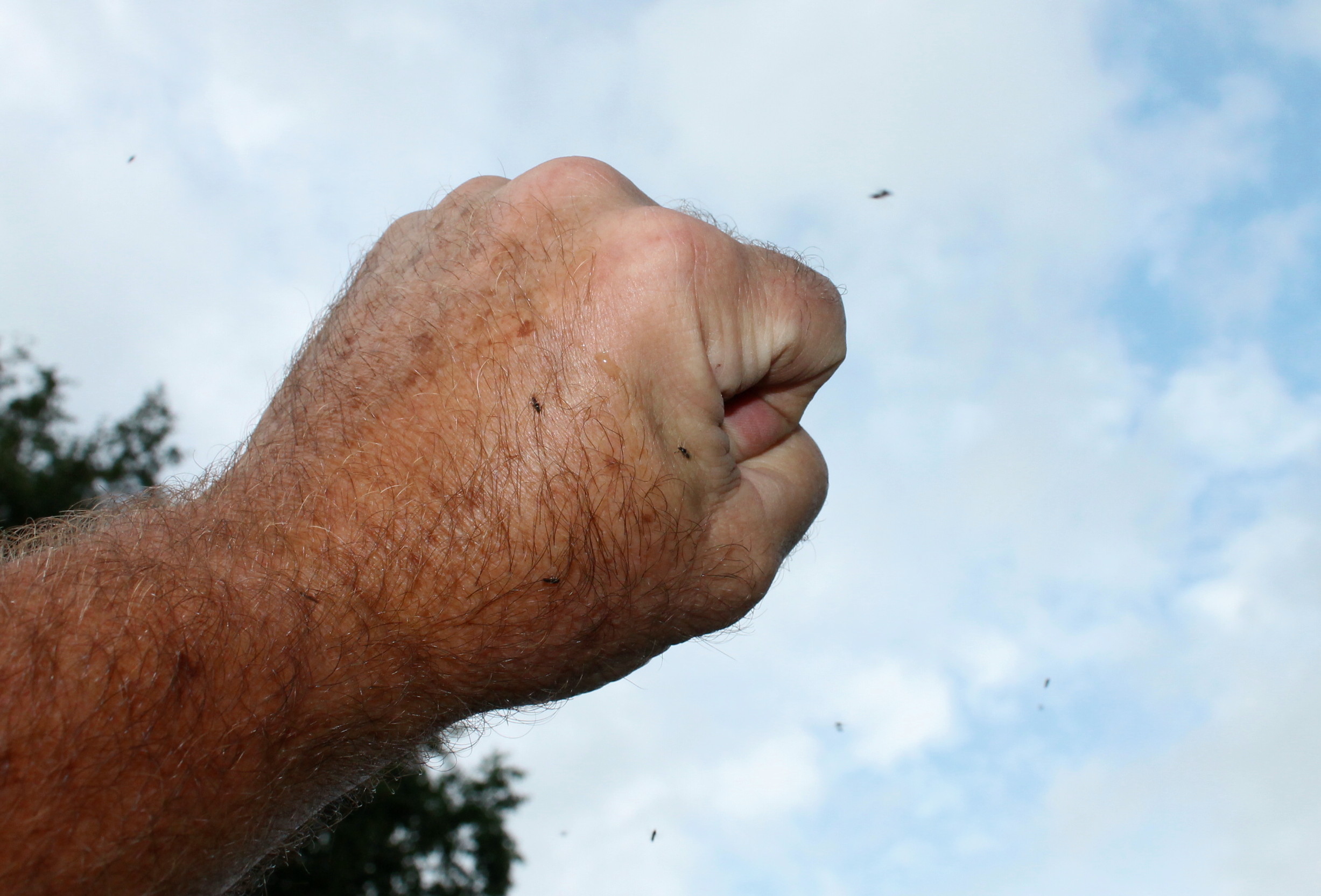 Black Flies Making Garden Life Miserable | Garden Housecalls