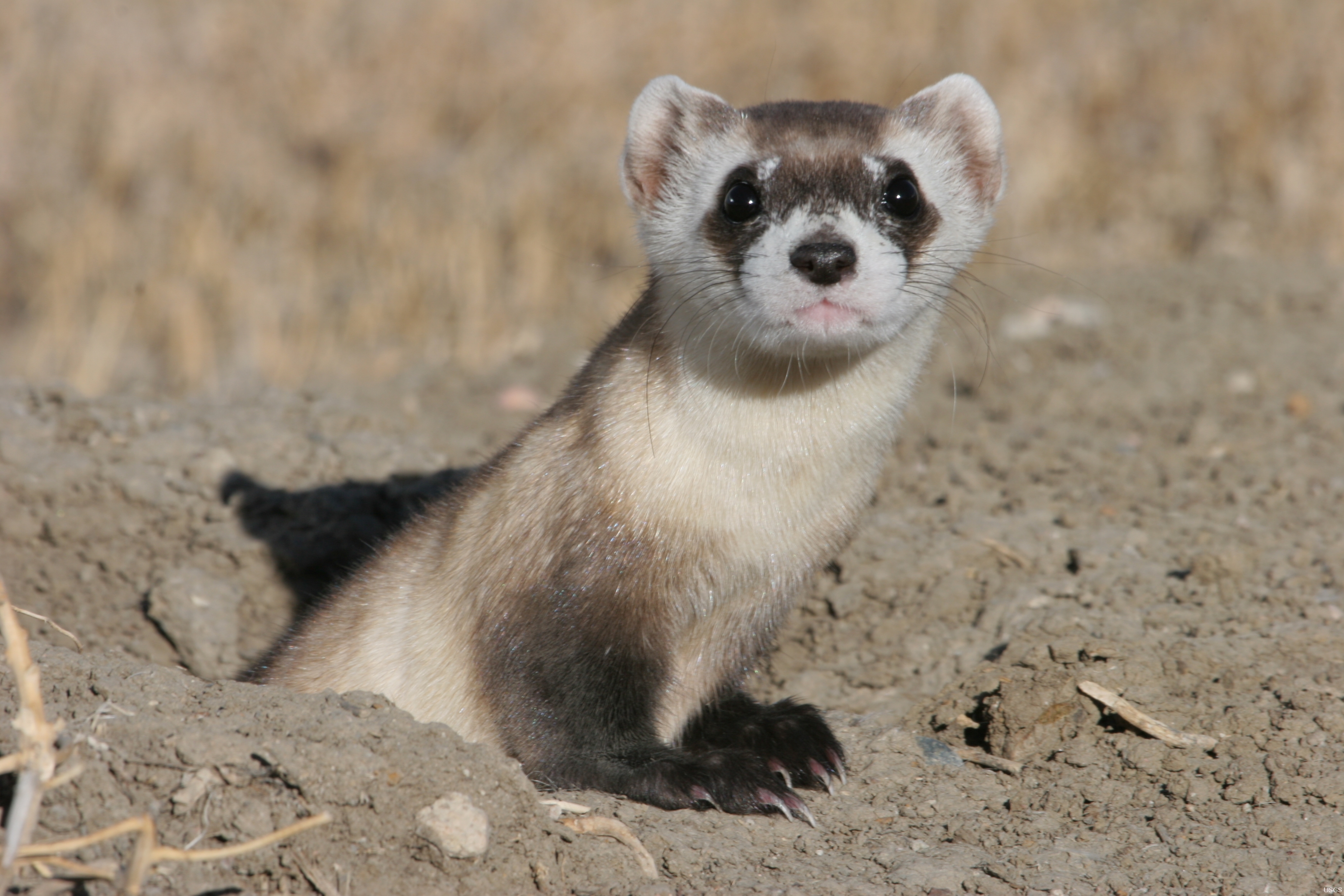 Black footed ferrets photo