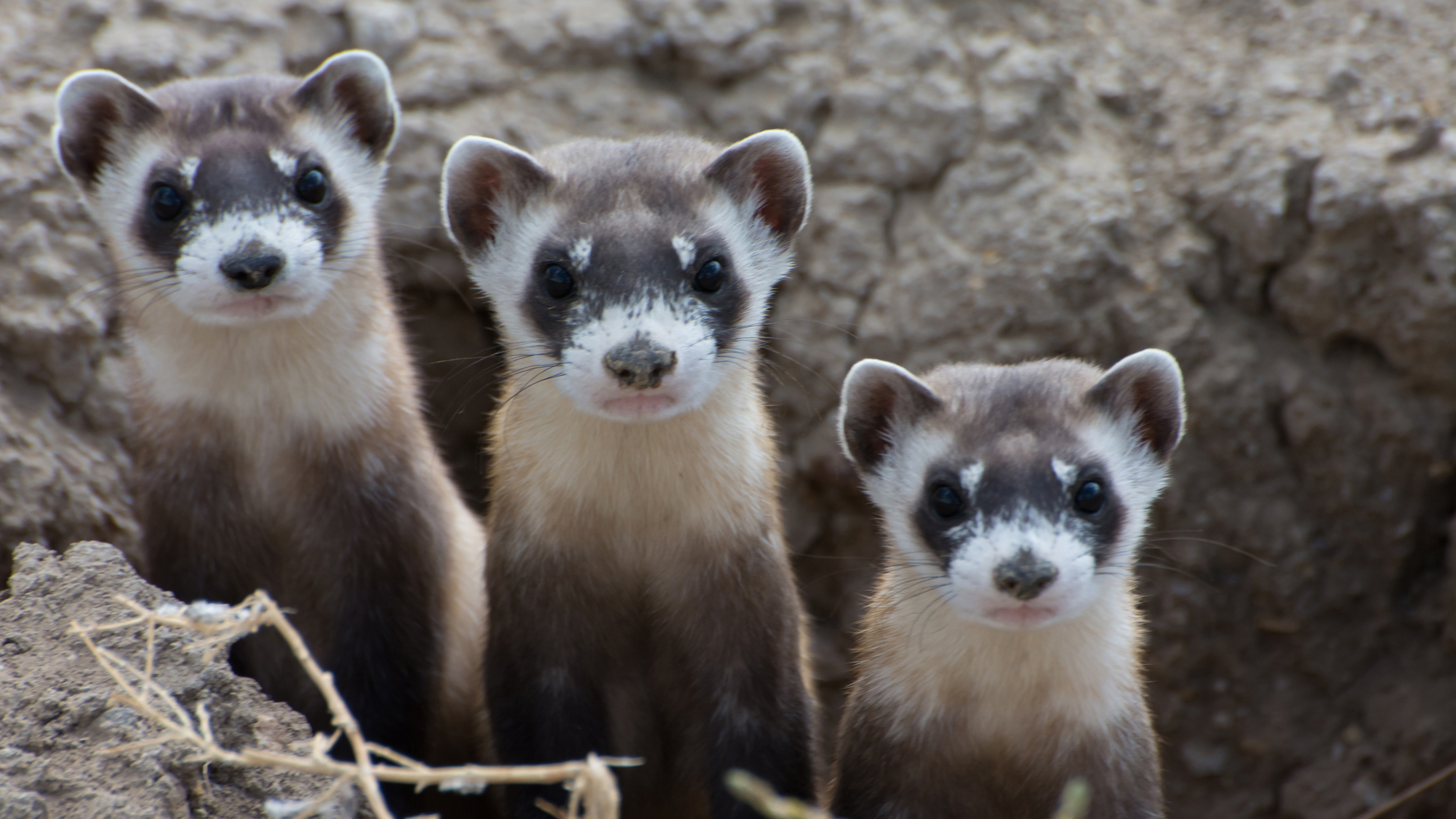 Recovery: Hope for Black-Footed Ferrets, One of Our Most Endangered ...