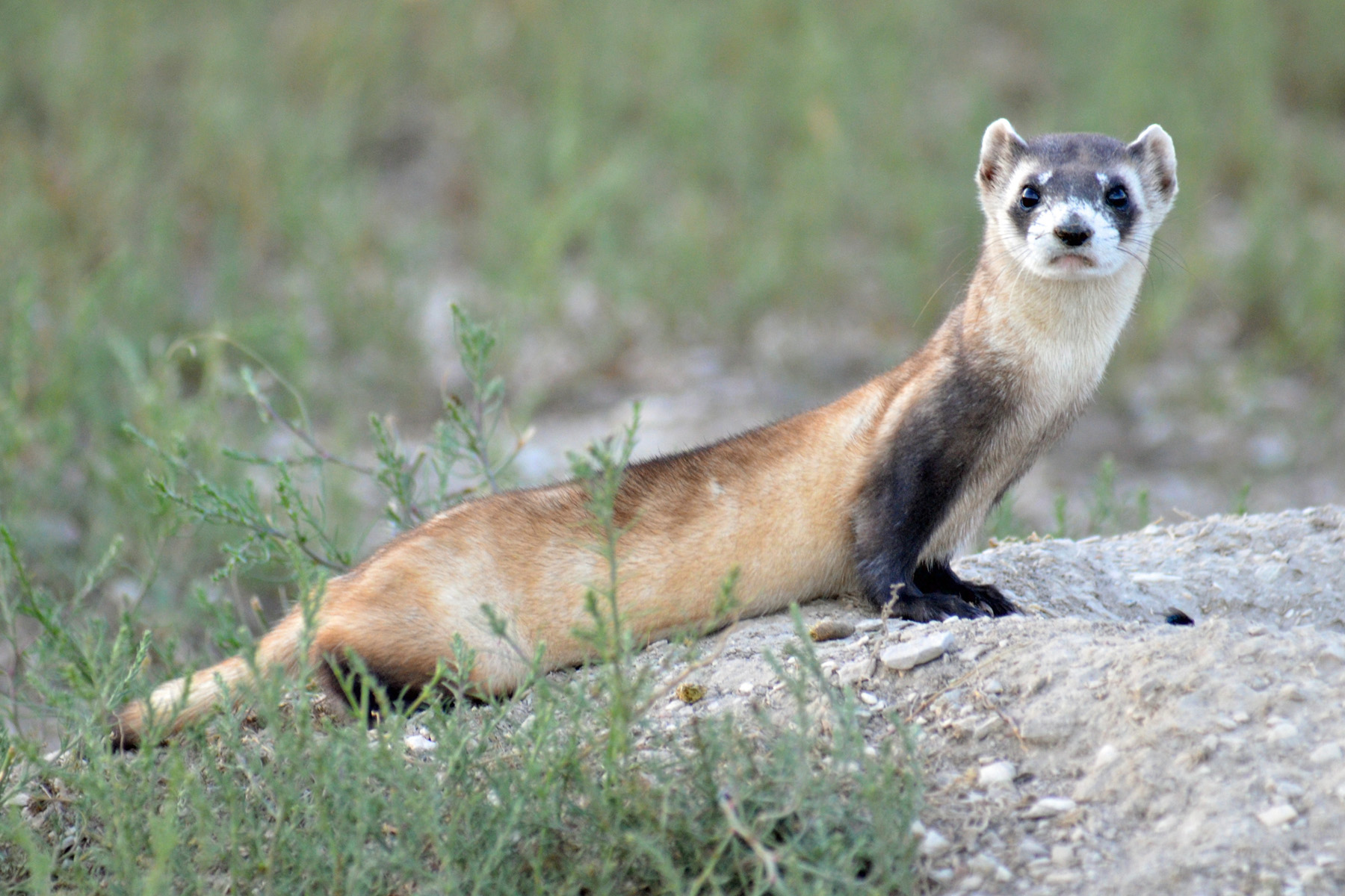 Black-Footed Ferret Update | Smithsonian's National Zoo