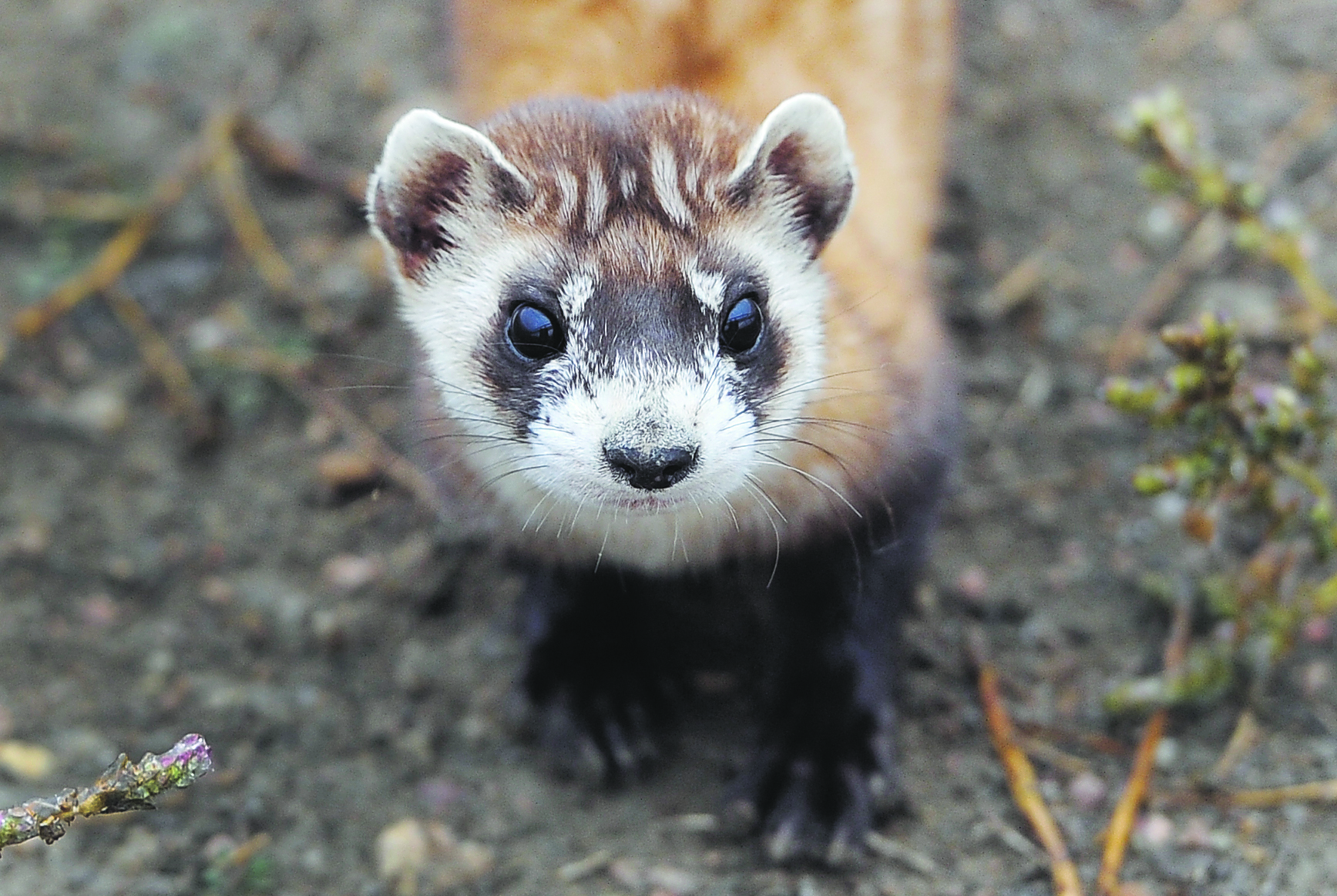 Hopes for black-footed ferret recovery hang on a plague vaccine ...