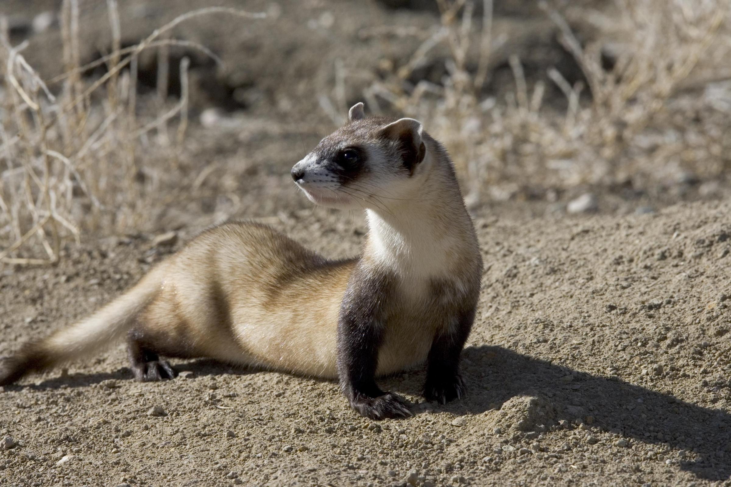 Plague Vaccine Could Bring Black Footed Ferrets Back To Meeteetse ...