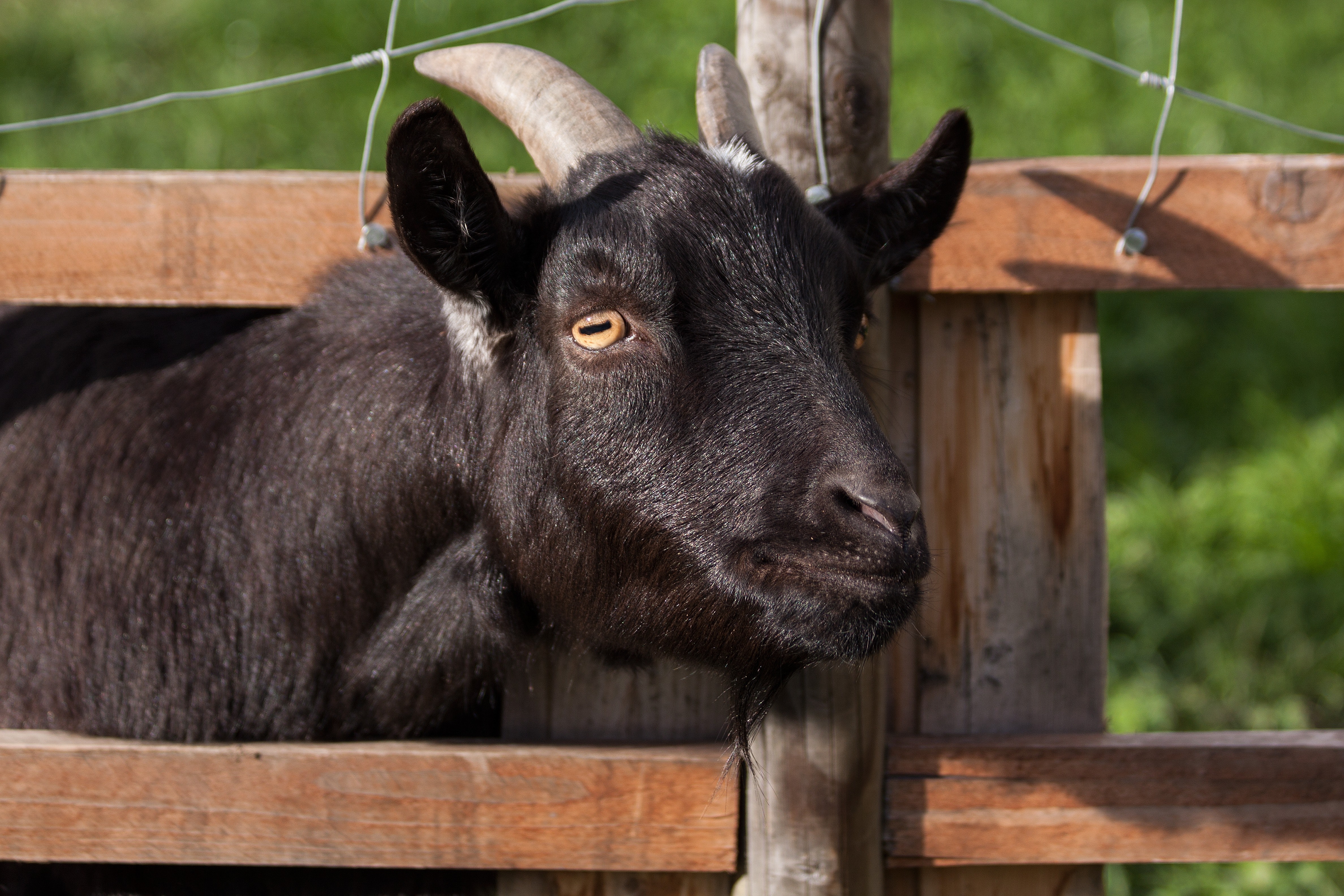 Black goat during daytime photo