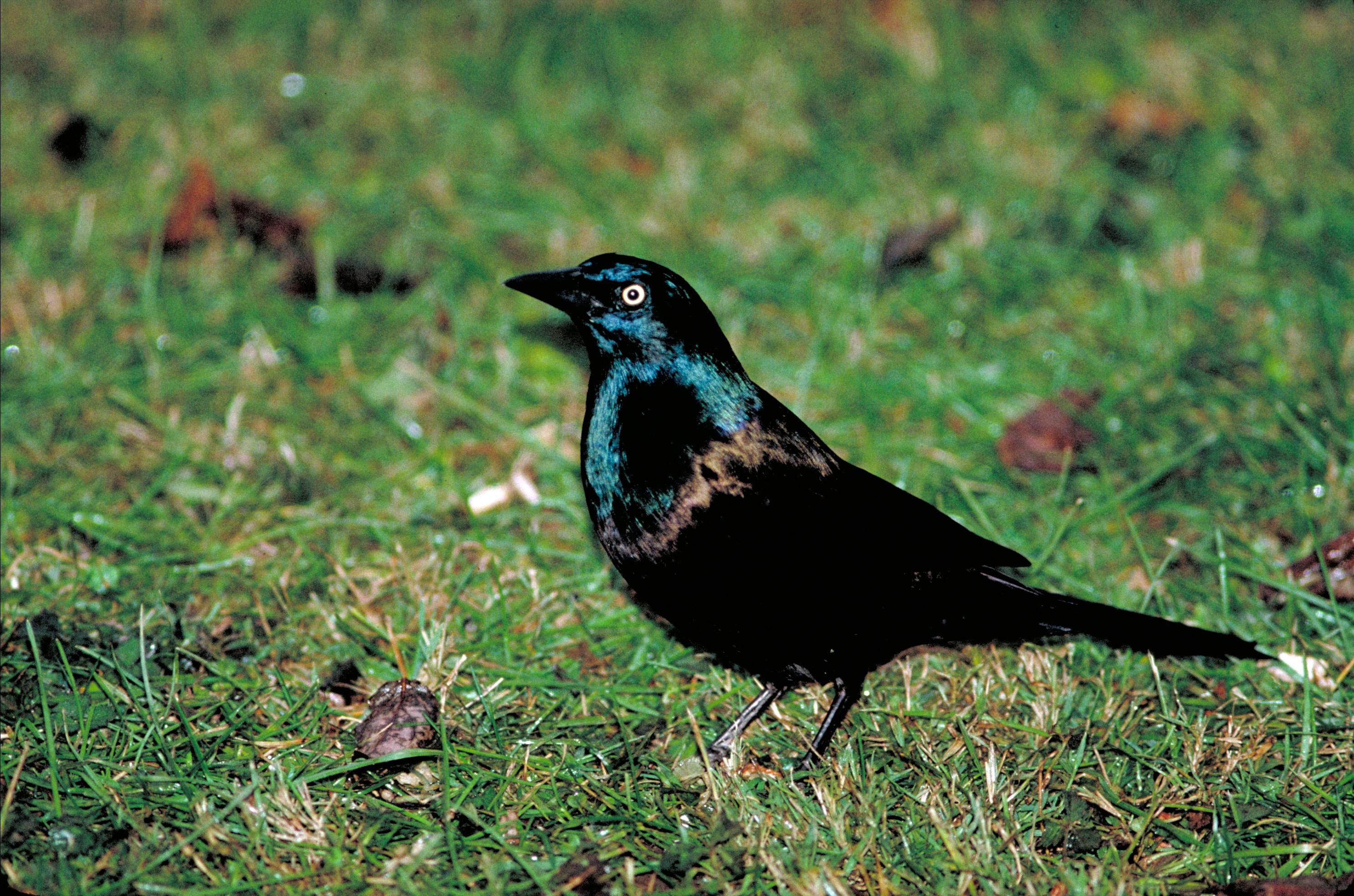 Free picture: common, black, grackle, bird
