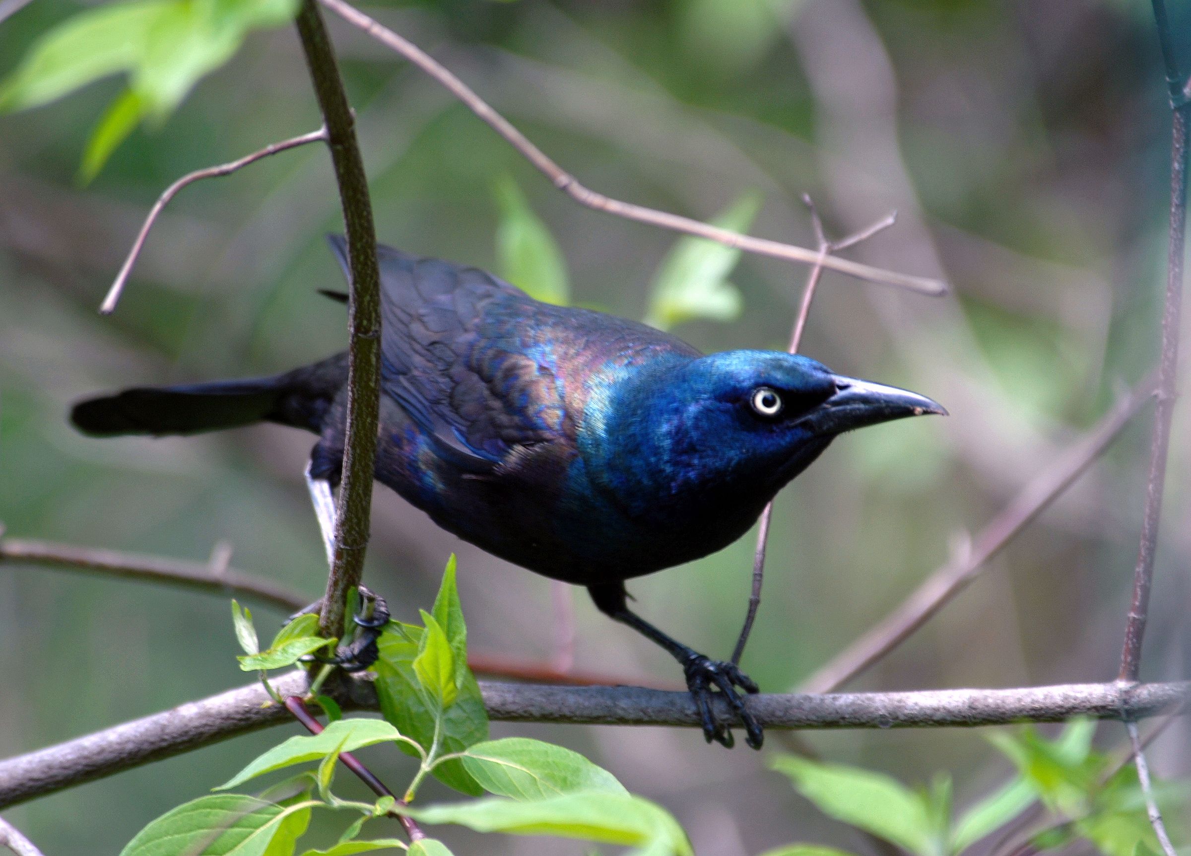 Creaker the Grackle is half the size of a crow. He belongs to the ...