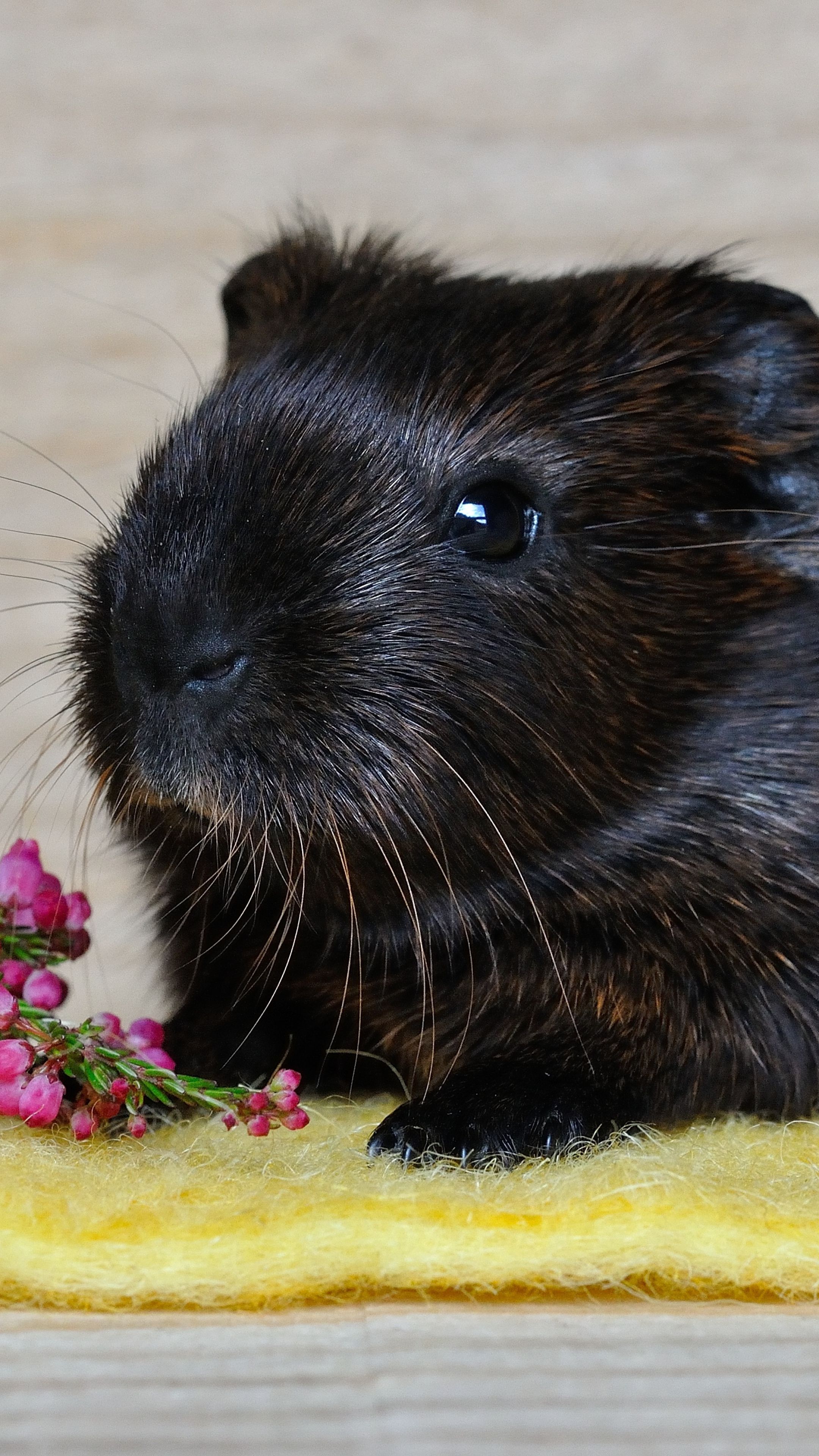 Black guinea pig, looks like a seal pup | Rats and other Rodents ...