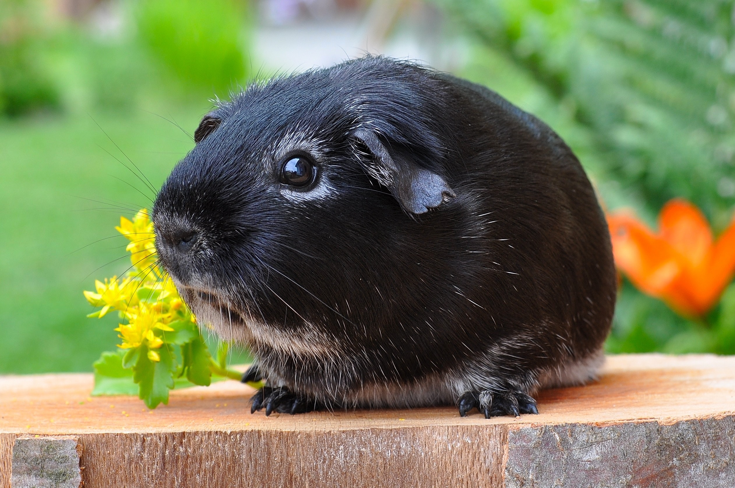 Black guinea pig on the plank photo
