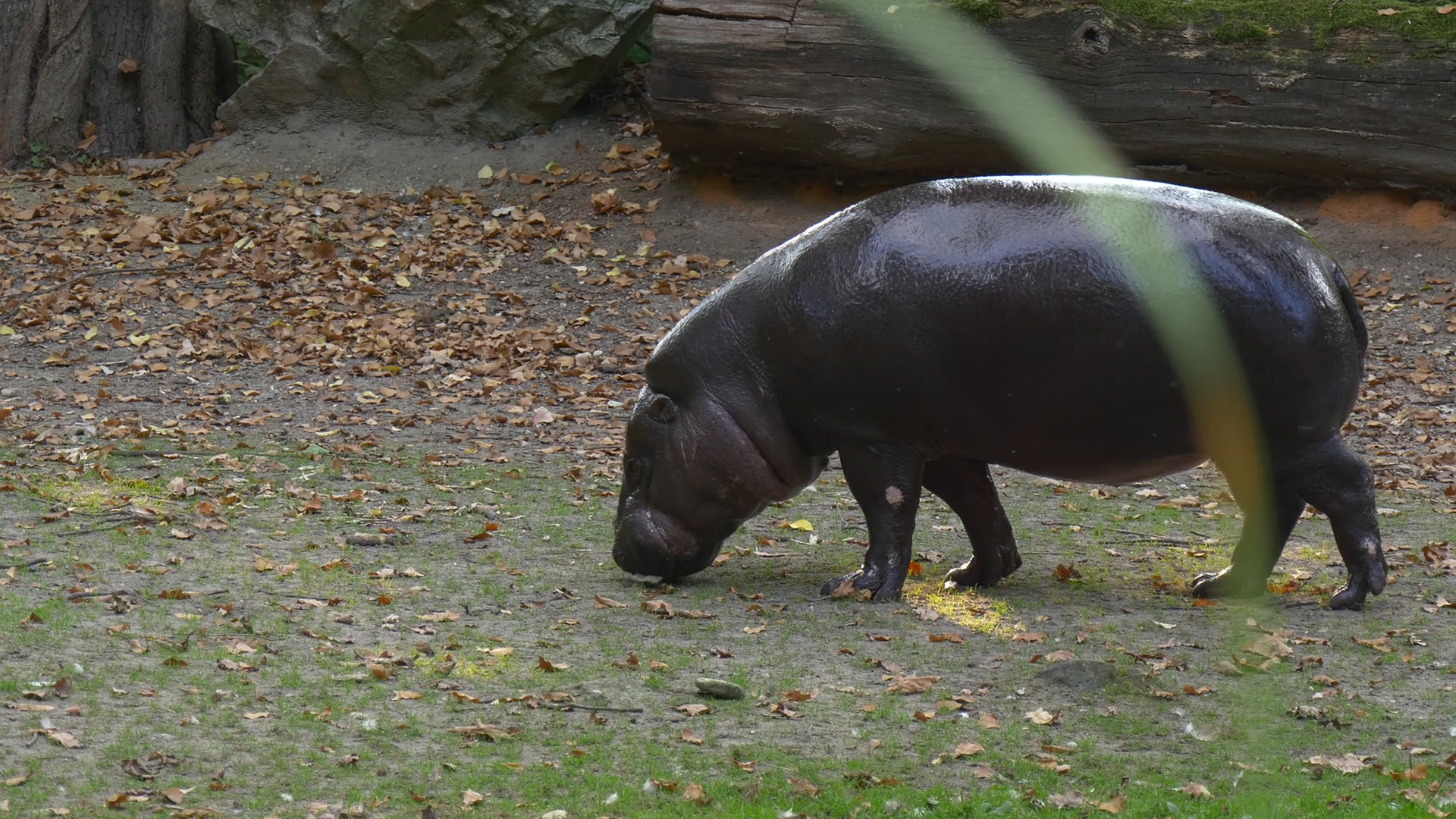 Young Black Hippopotamus Wanders on a Glade Stock Video Footage ...