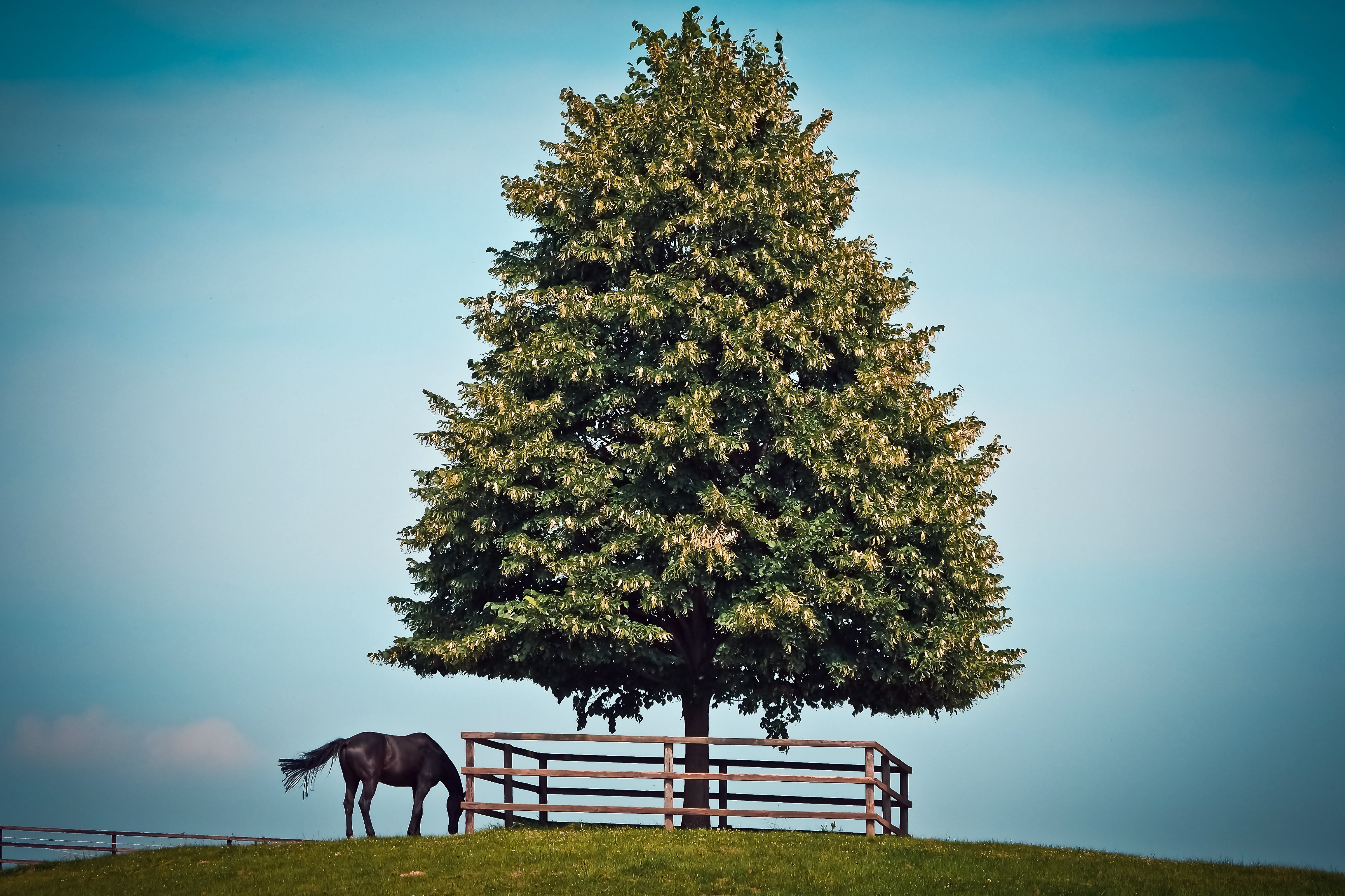 Black Horse Beside Green Leave Tree, Animal, Log, Wood, Tree, HQ Photo