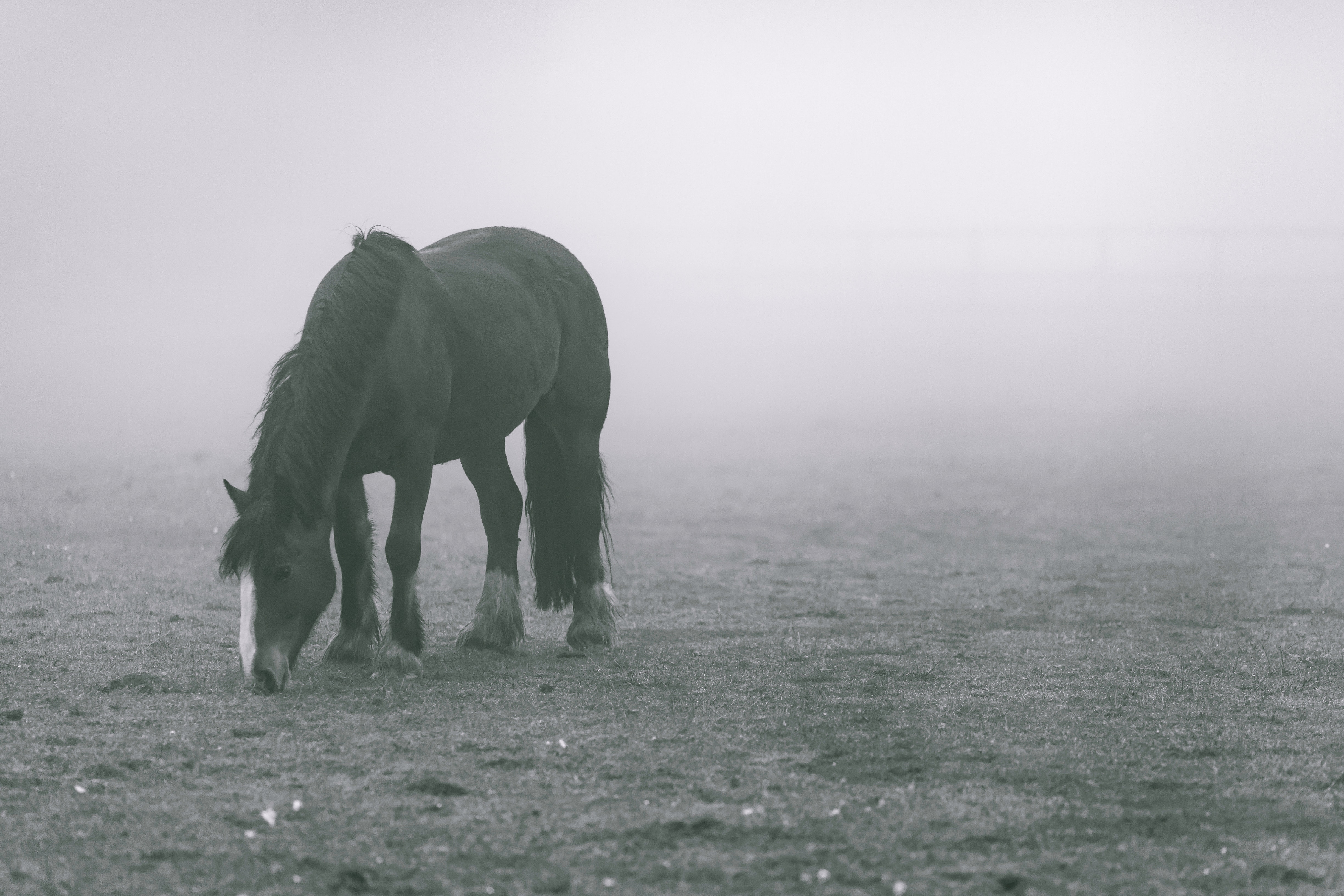 Black horse on grey soil with fogs photo