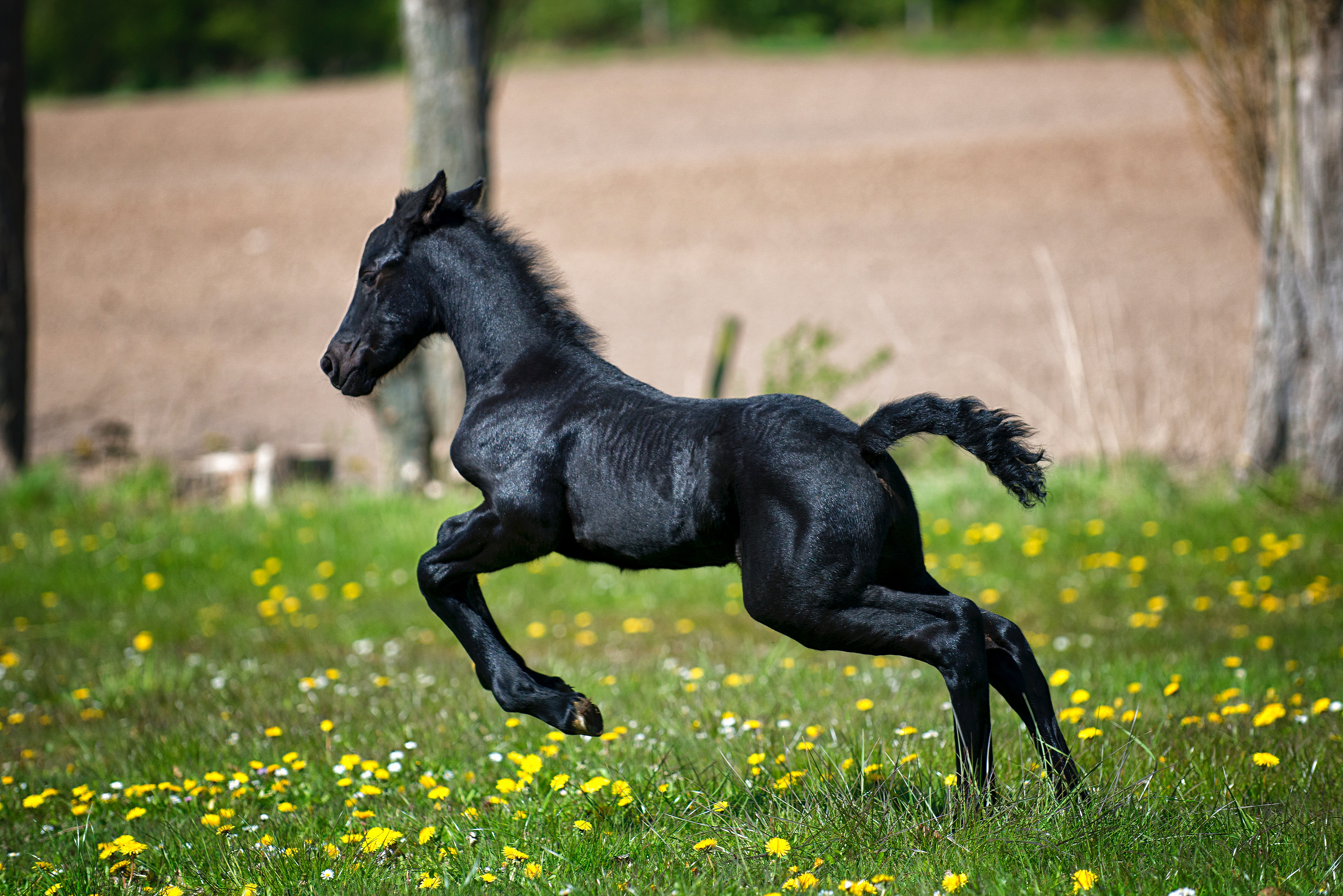 Black horse running on grass field with flowers photo