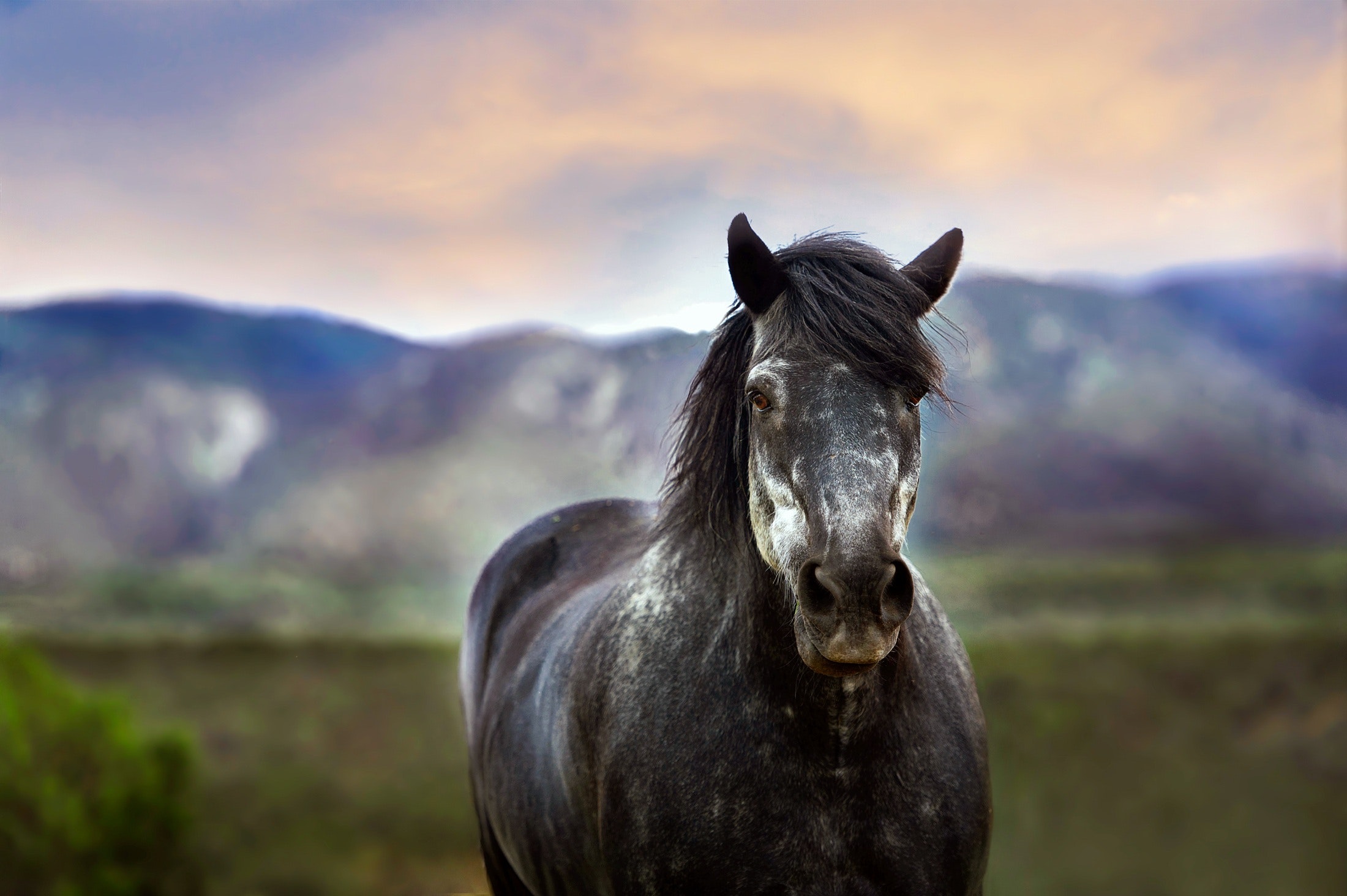 Black horse standing near a green mountain photo