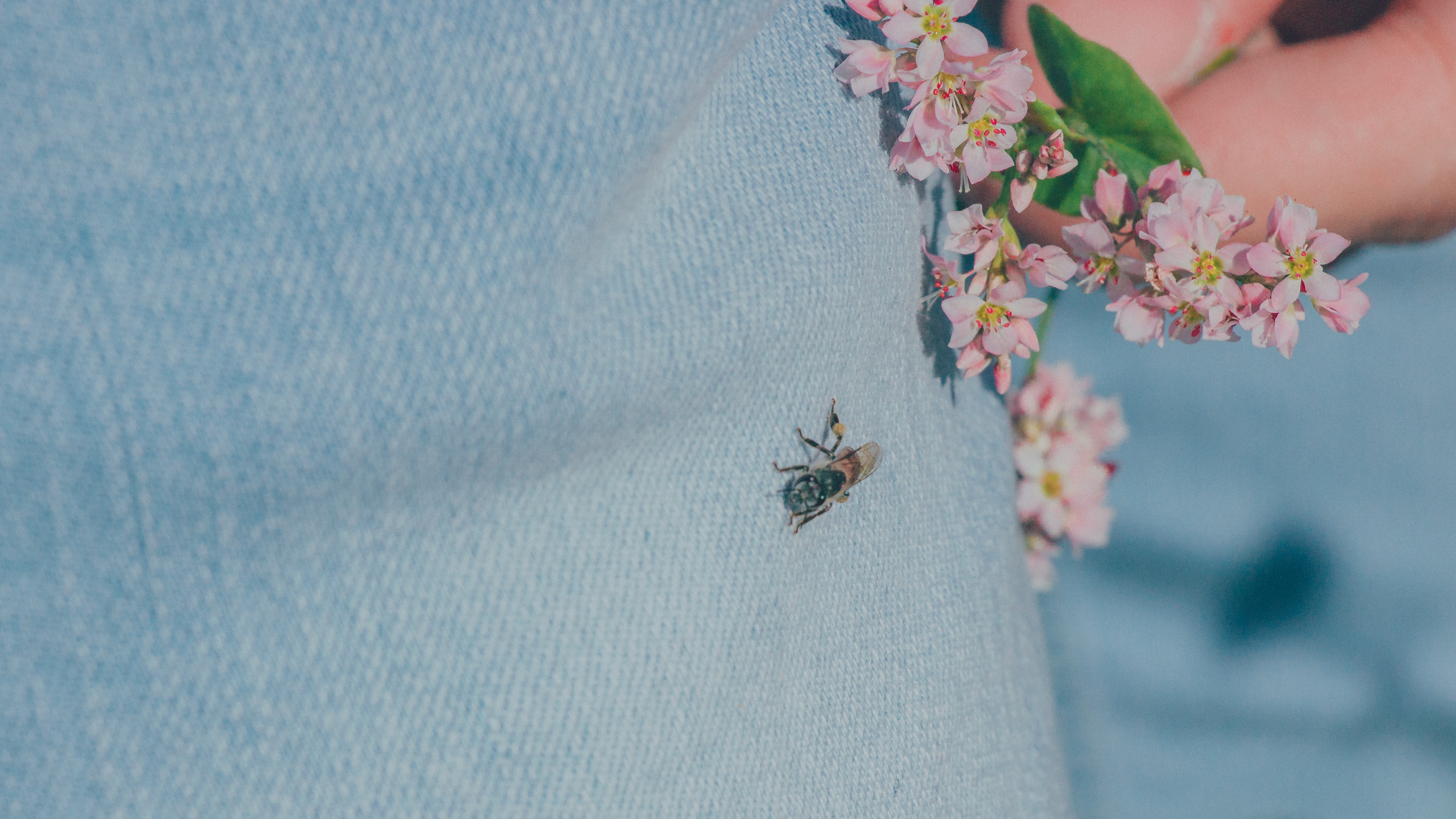 Black housefly on person's jeans photo