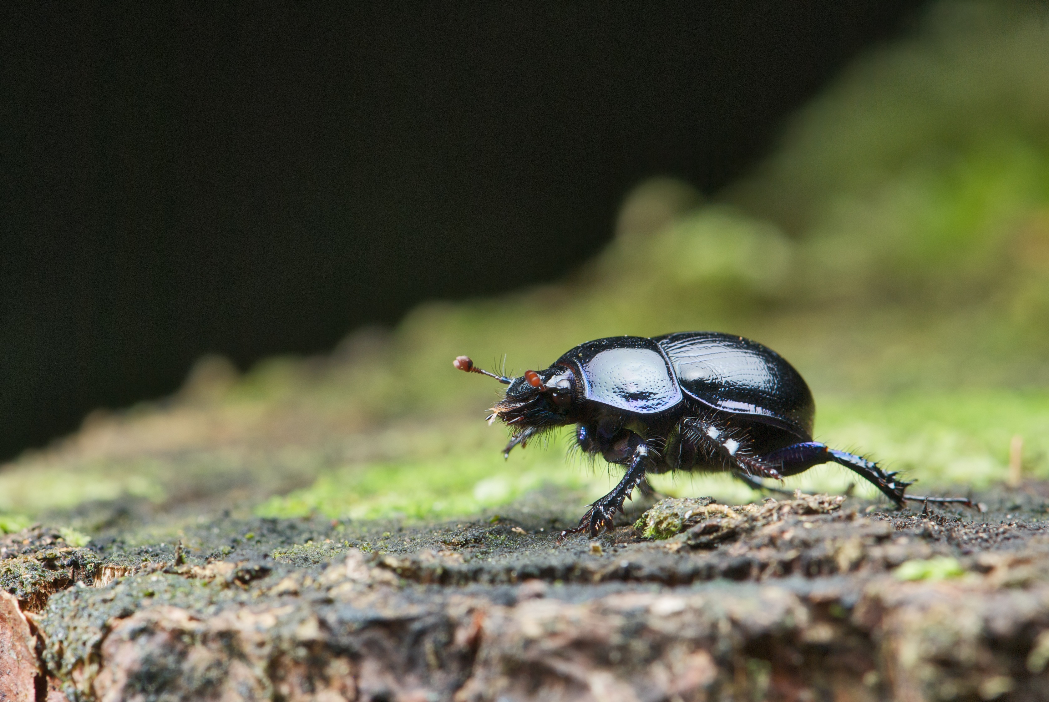 Black insect photo