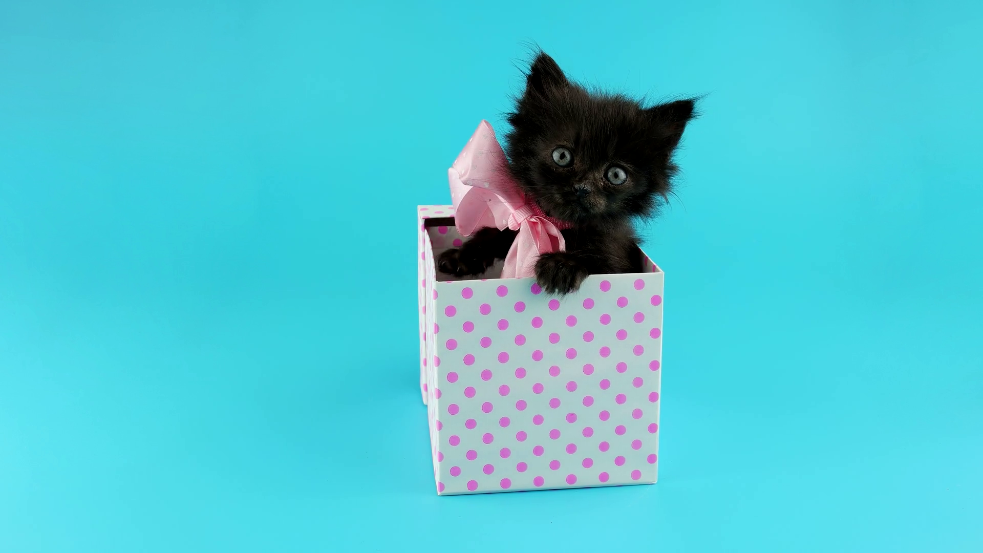 Funny black kitten trying to get out from gift box, ready to keying ...