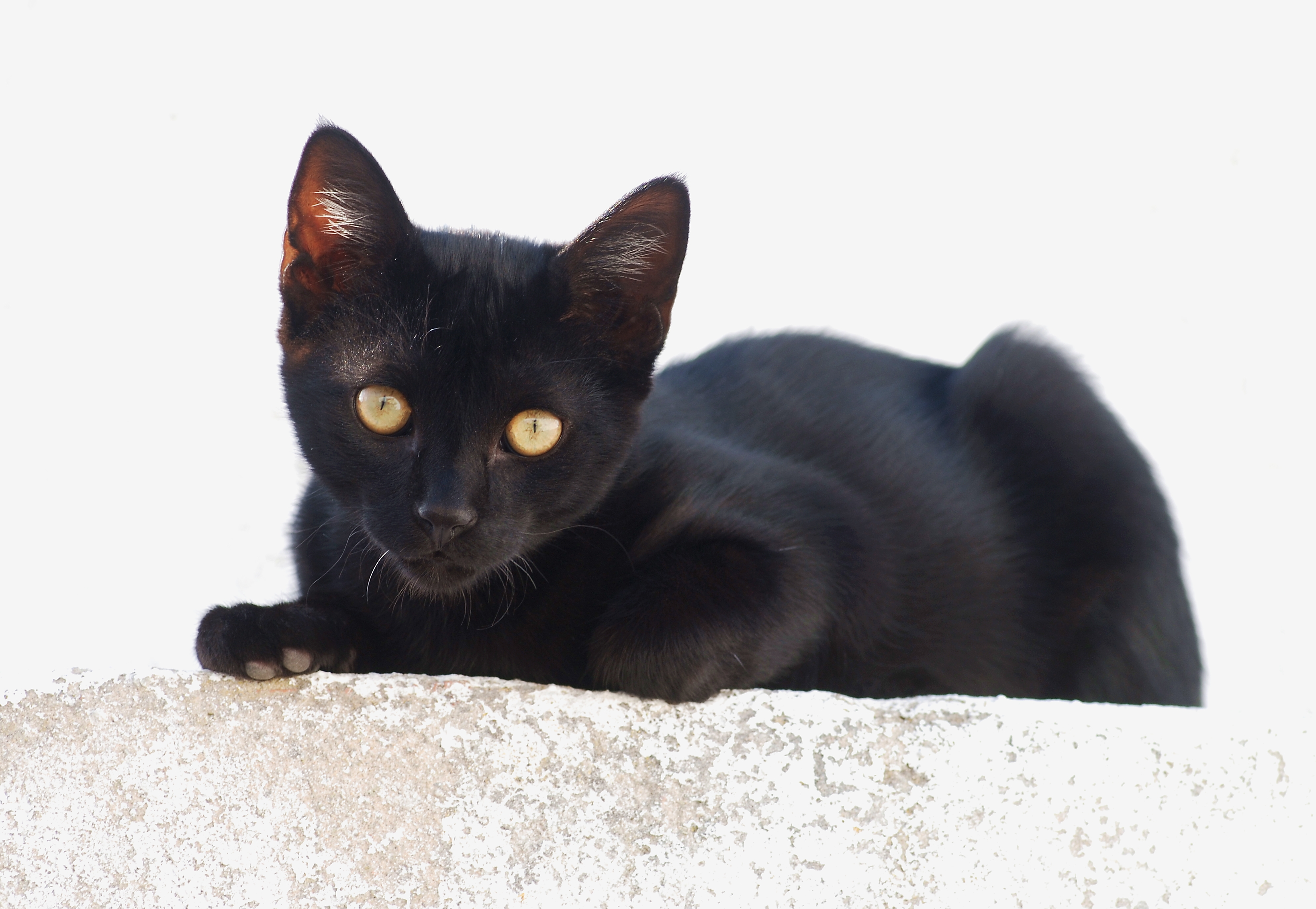 File:Black kitten July August 2009-1.jpg - Wikimedia Commons