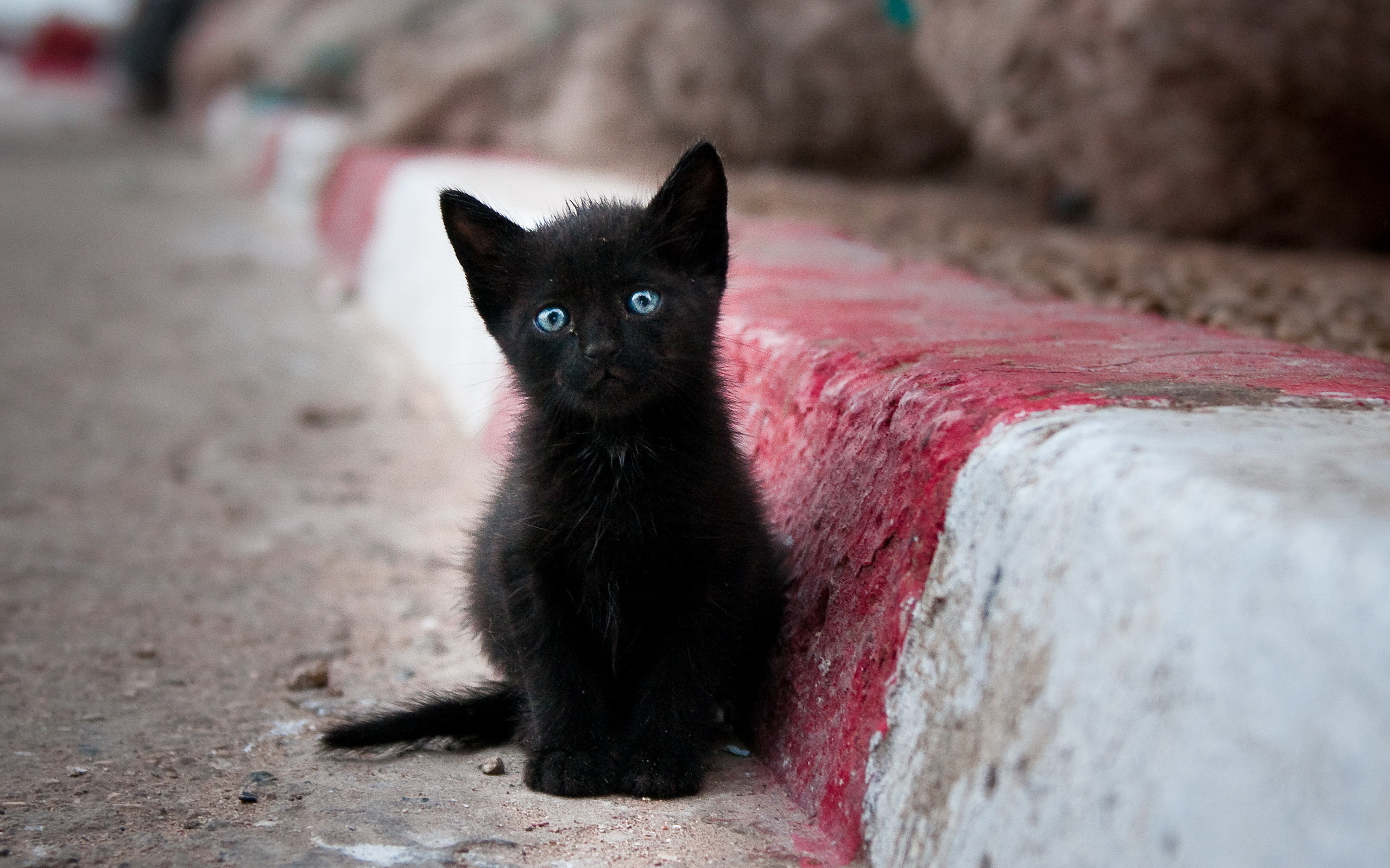Black kitten with blue eyes / 2560 x 1600 / Animals / Photography ...