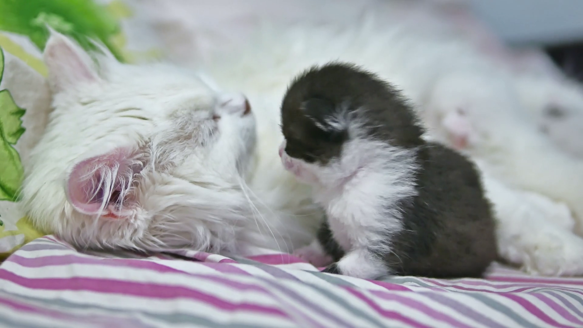 little black kitten and a white mother cat lying on the bed, pets ...