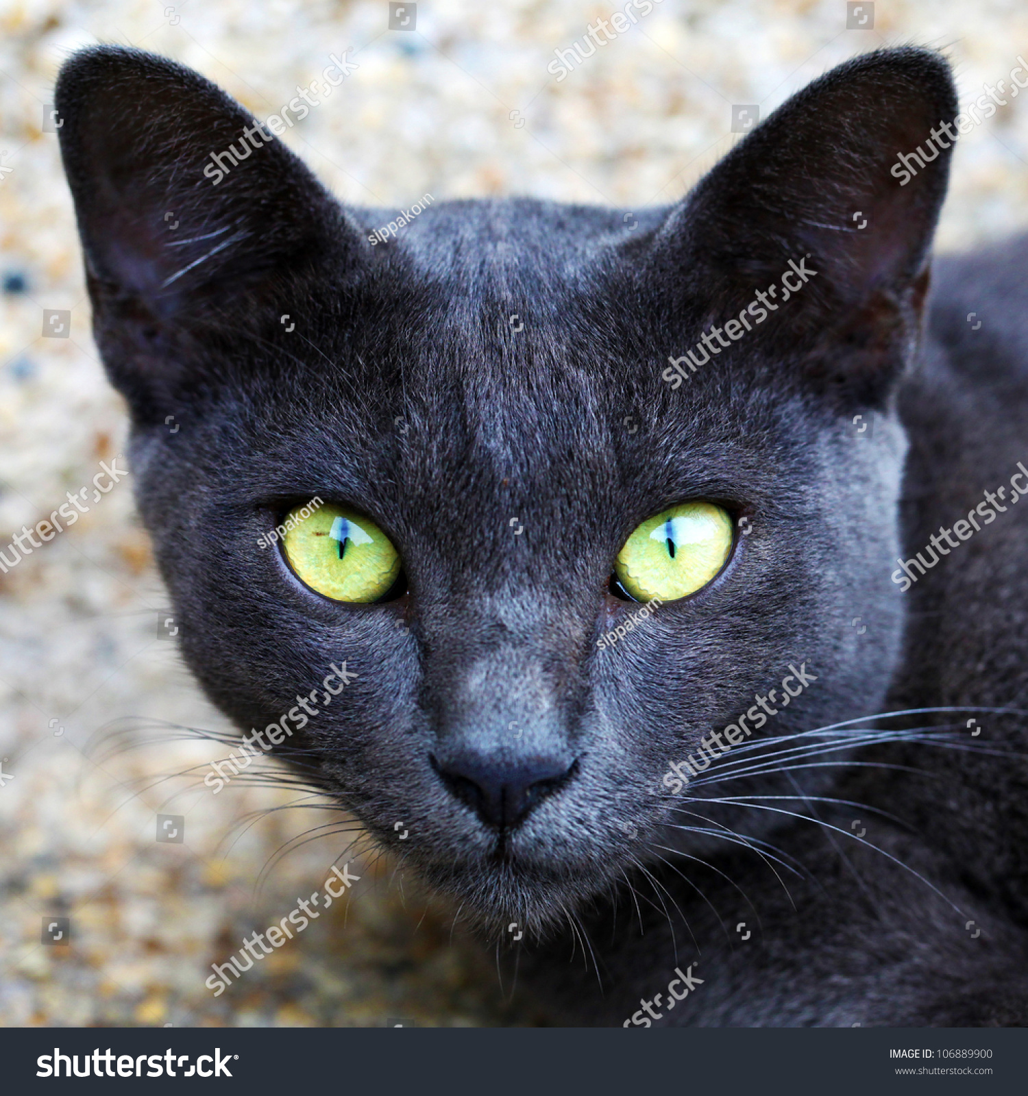 Korat Domestic Cat The Amber Eyes Stock Photo 106889900 - Shutterstock
