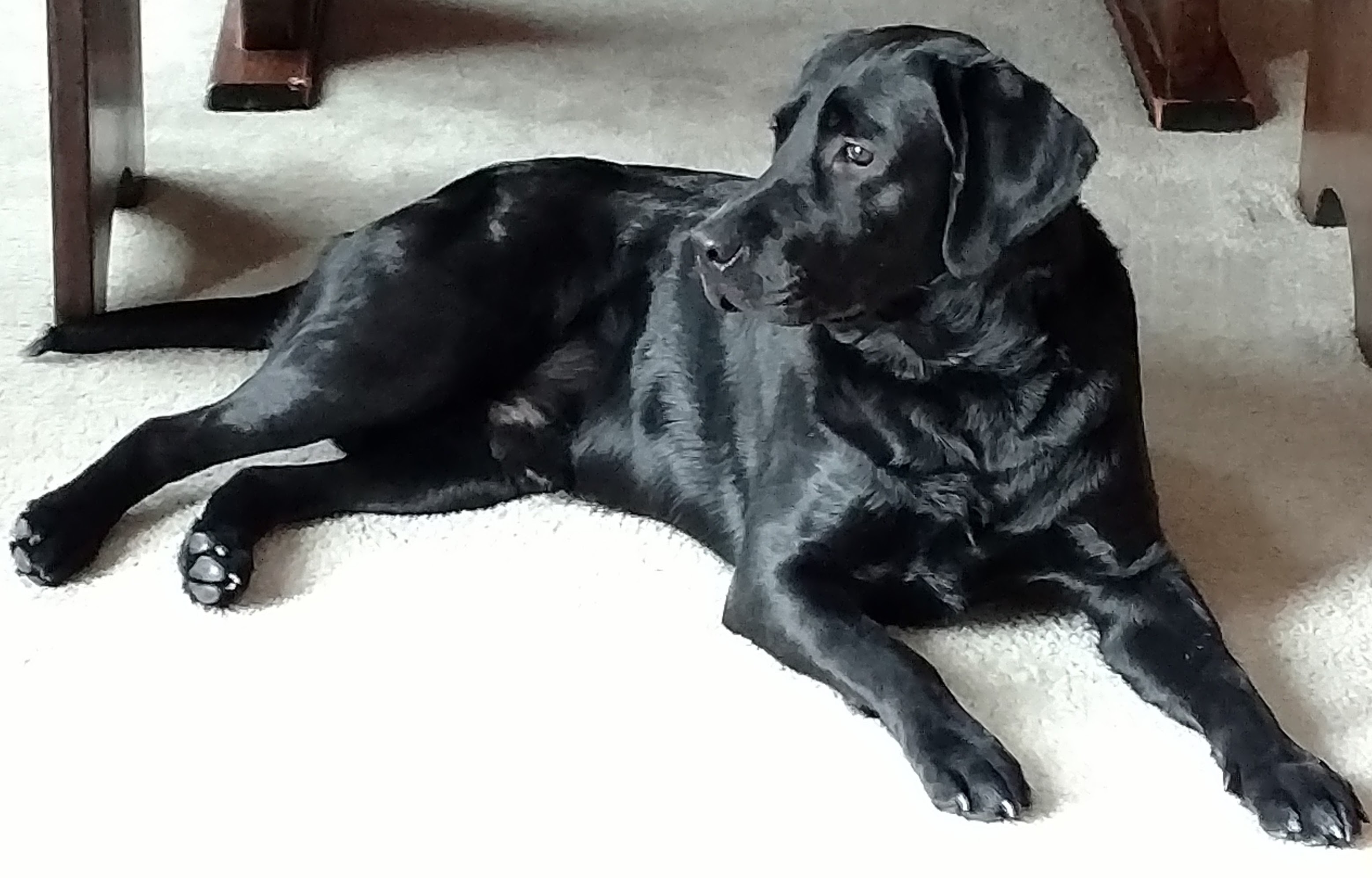 Owner Submitted Pictures Designer Labrador Retrievers breed