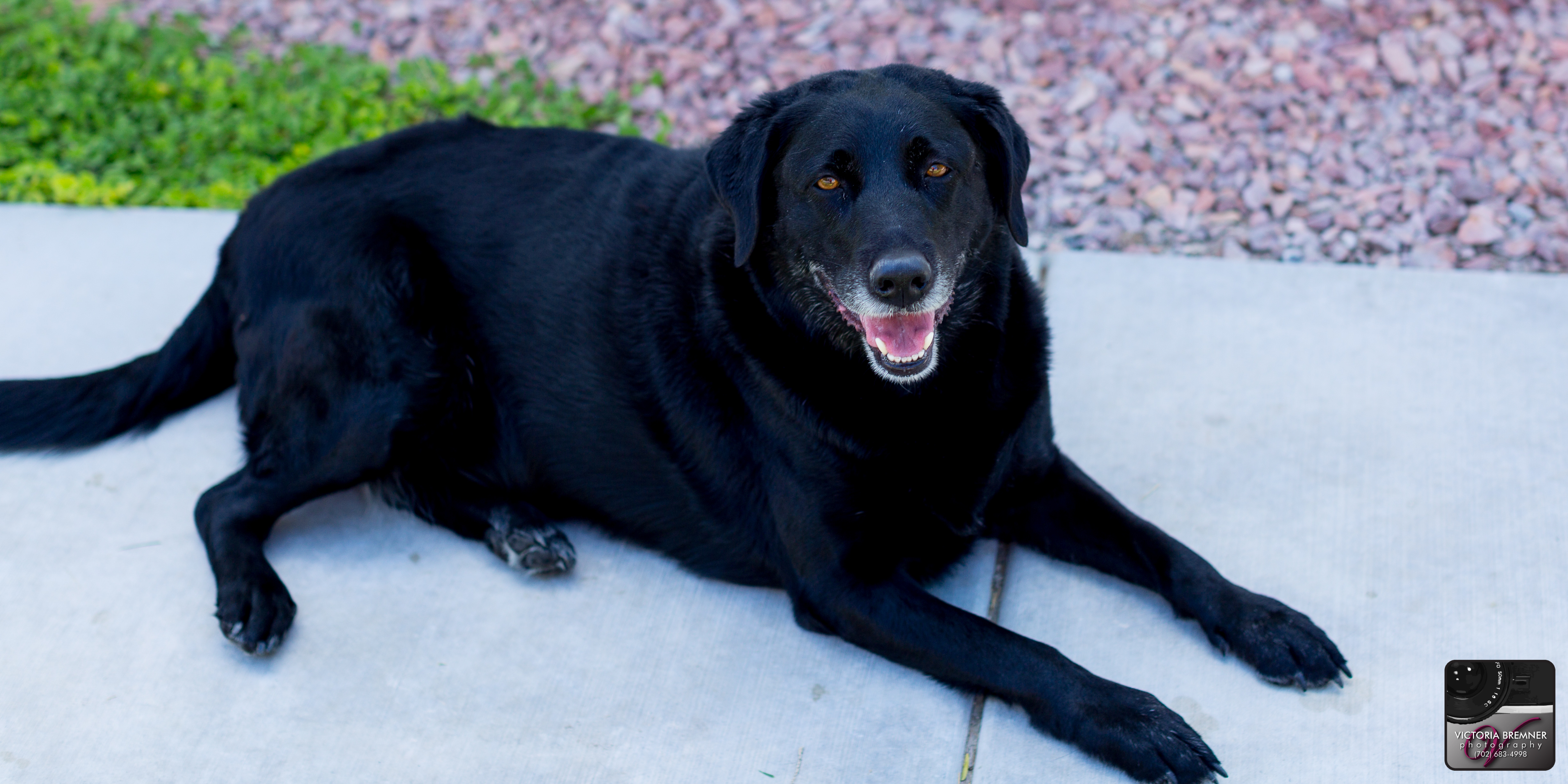 Adopted: Ethel, a 6 year old Female Black Labrador