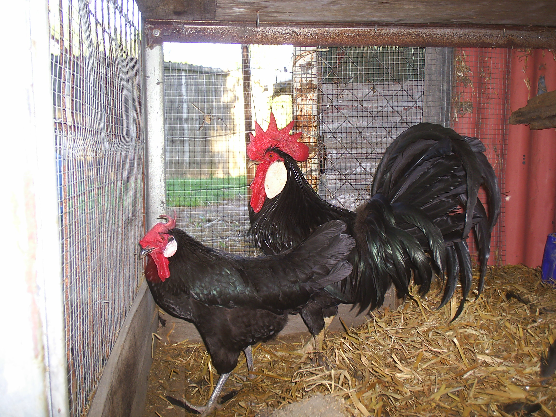Chicken Breeds Leghorn With Black Leghorns | Chicken Coop Design Ideas