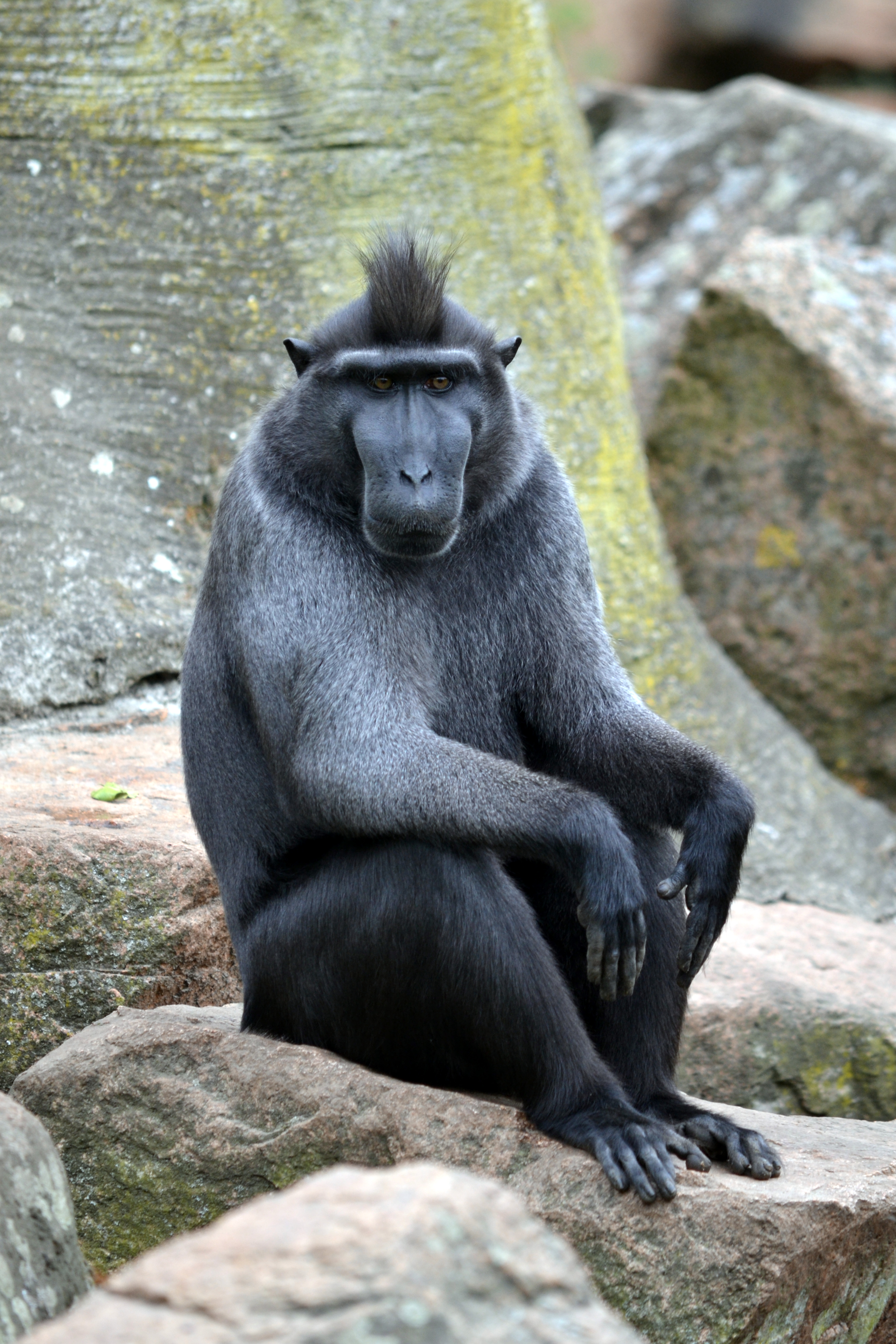 Celebes crested macaque - Wikipedia