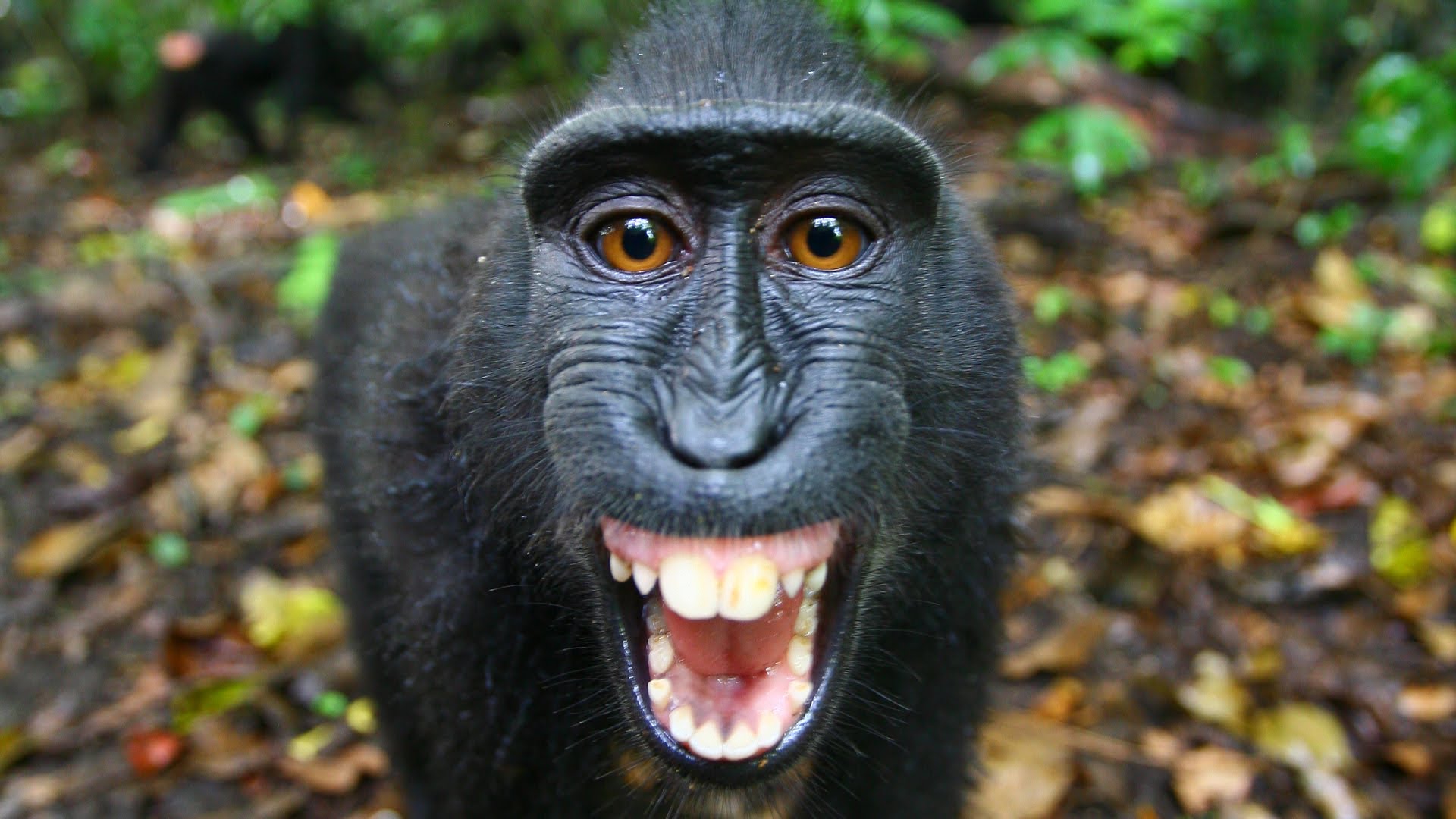 Black monkey photo