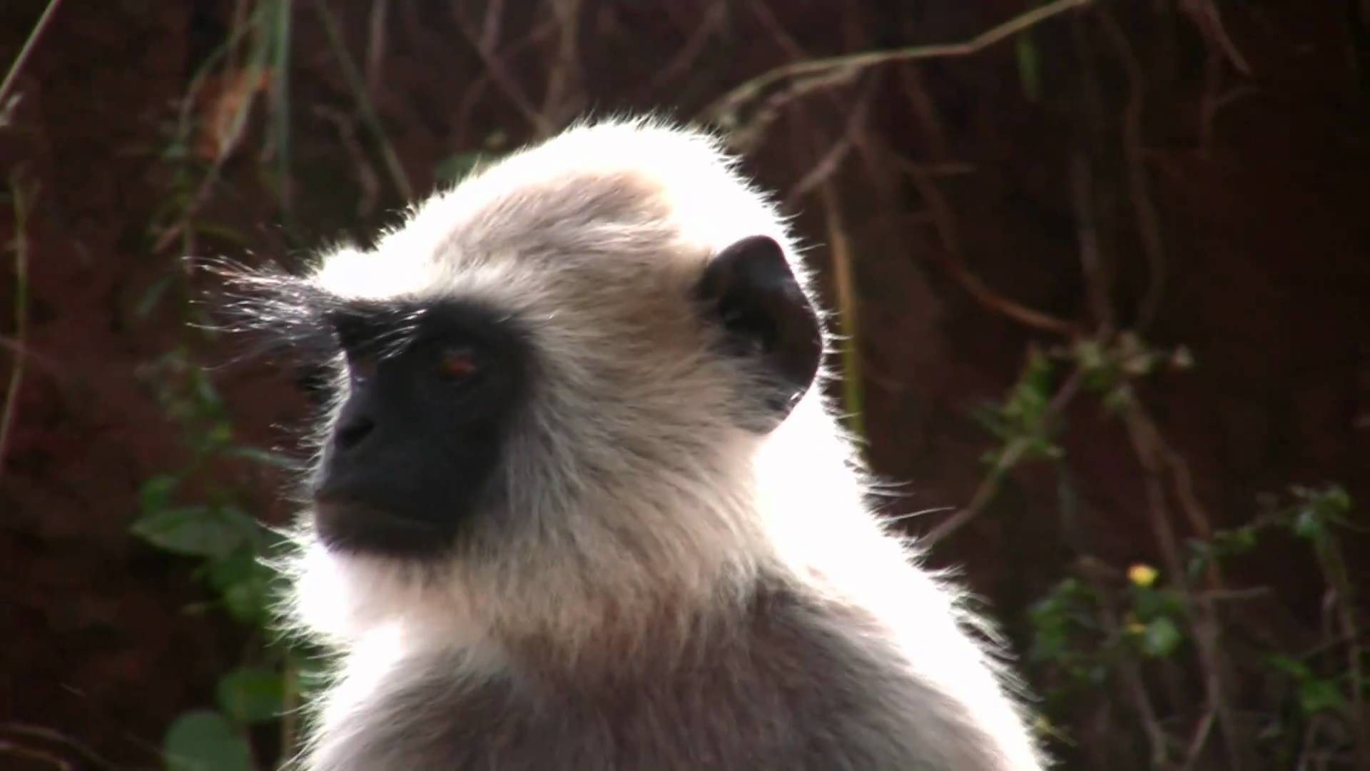 Mudhumalai Forest Black Monkey.mp4 - YouTube