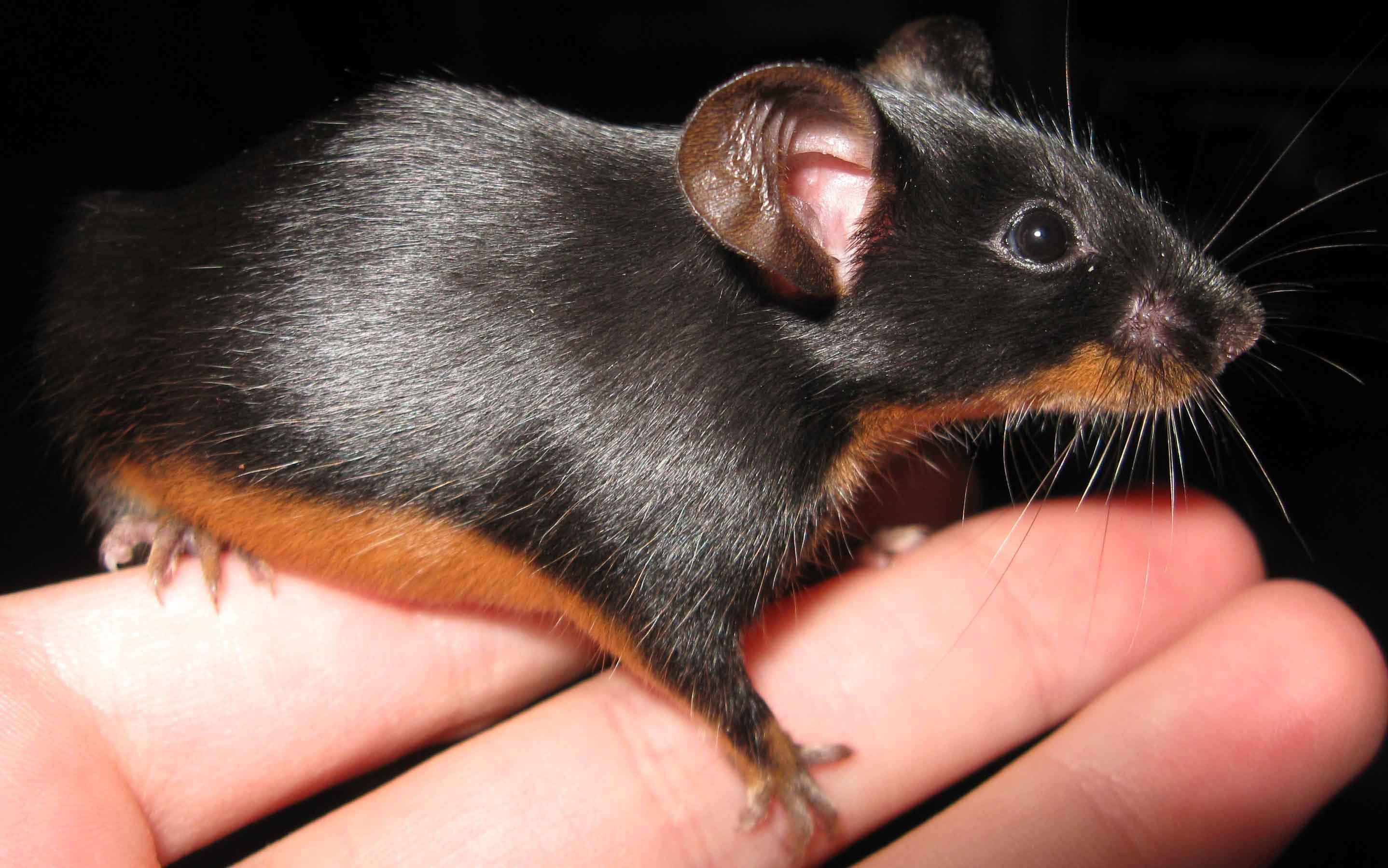 Black and tan mouse :) | Mice | Pinterest | Mice, Rats and Animal