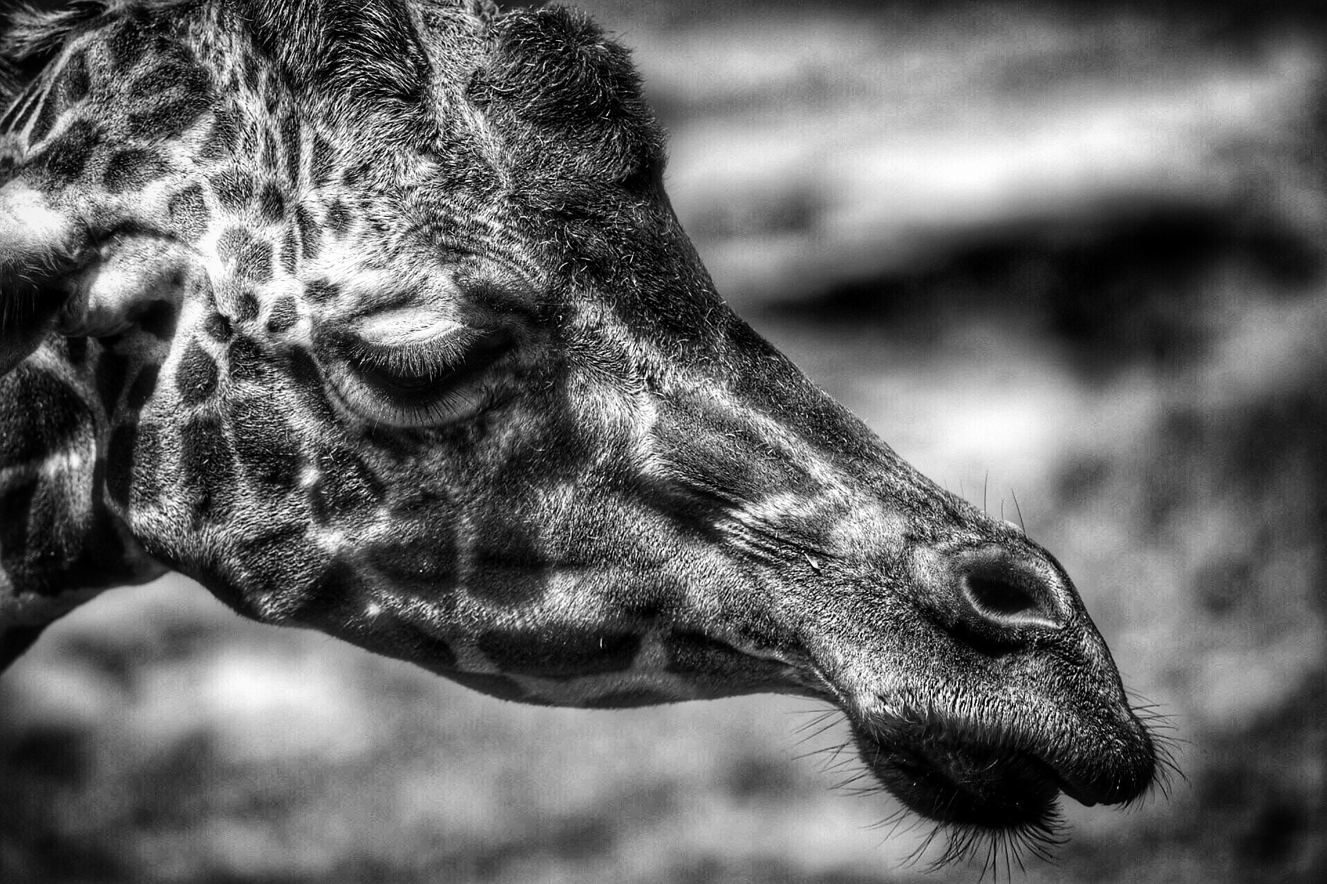 Black n white giraffe photo