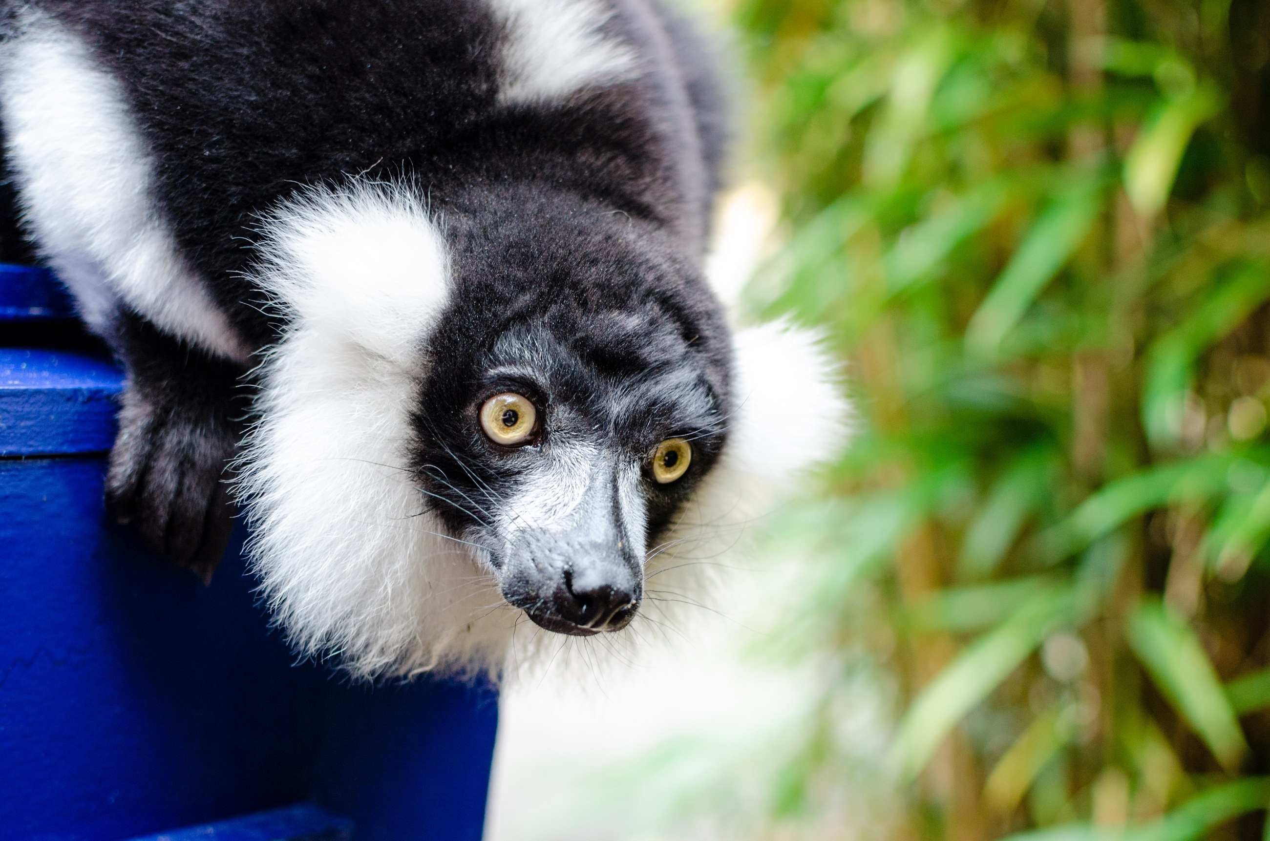 Black n white ruffed lemur photo