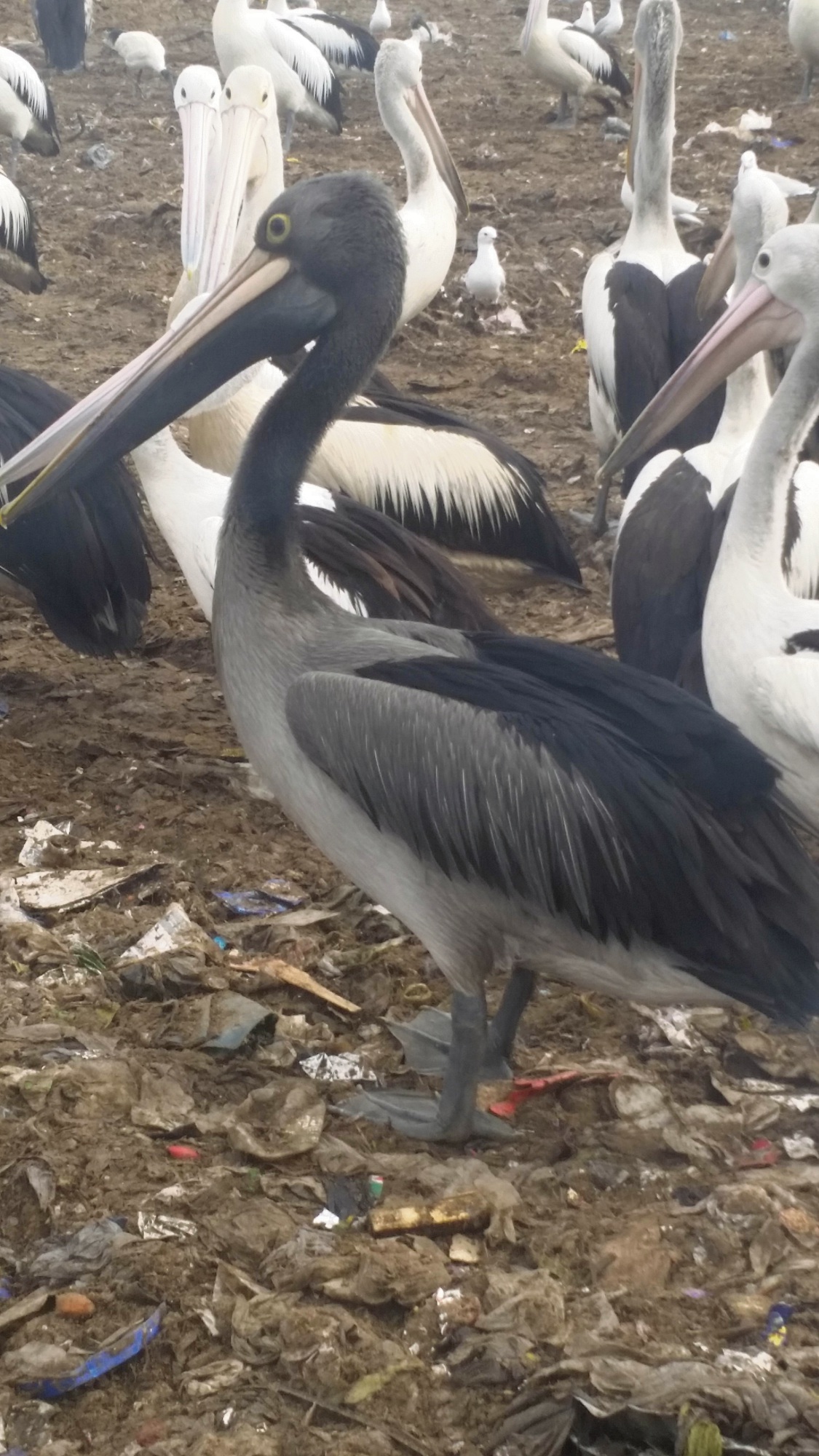 Black Pelicans are covered in oil, according to BirdLife Australia ...