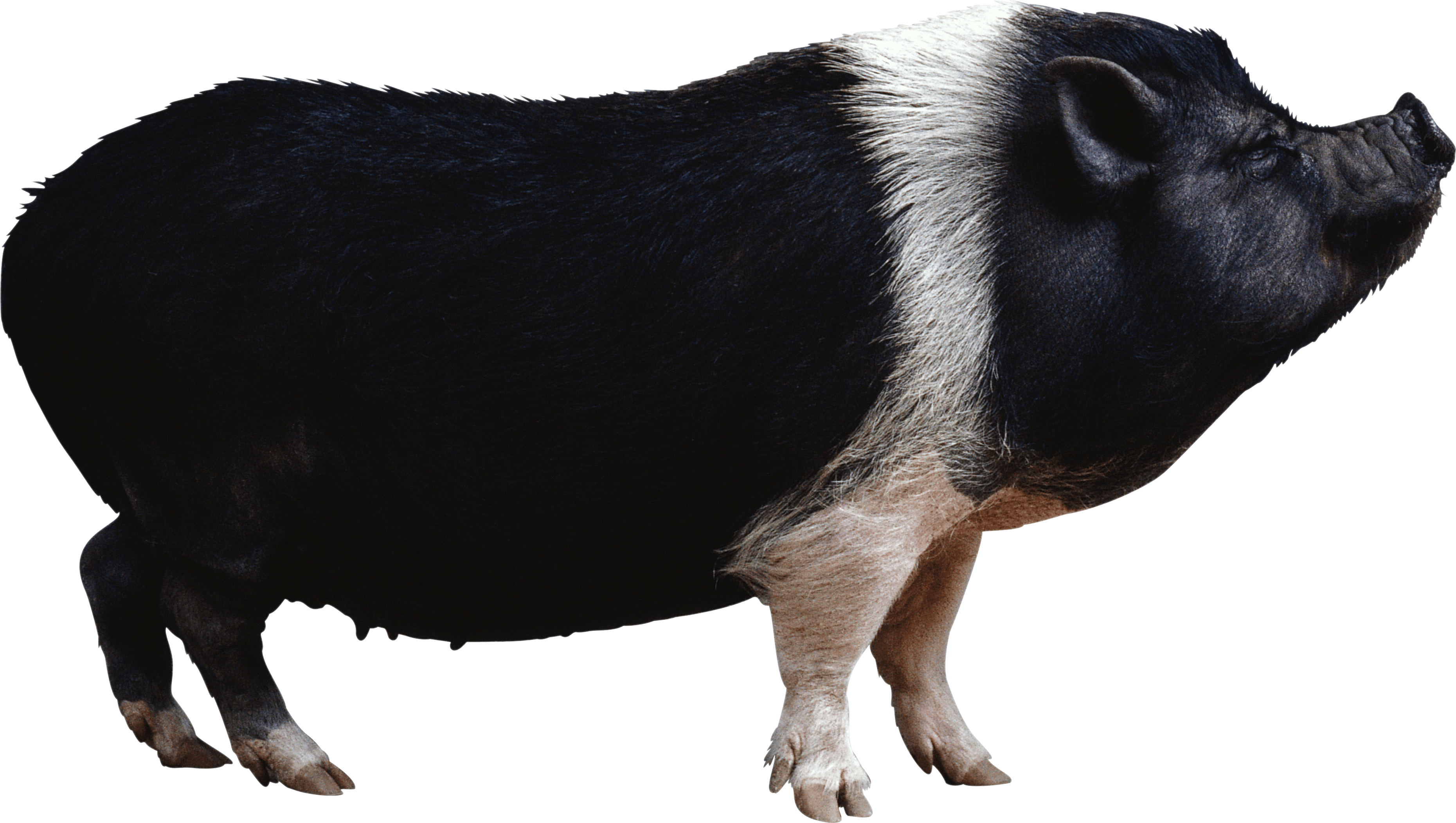 Black pig from side PNG Image - PurePNG | Free transparent CC0 PNG ...