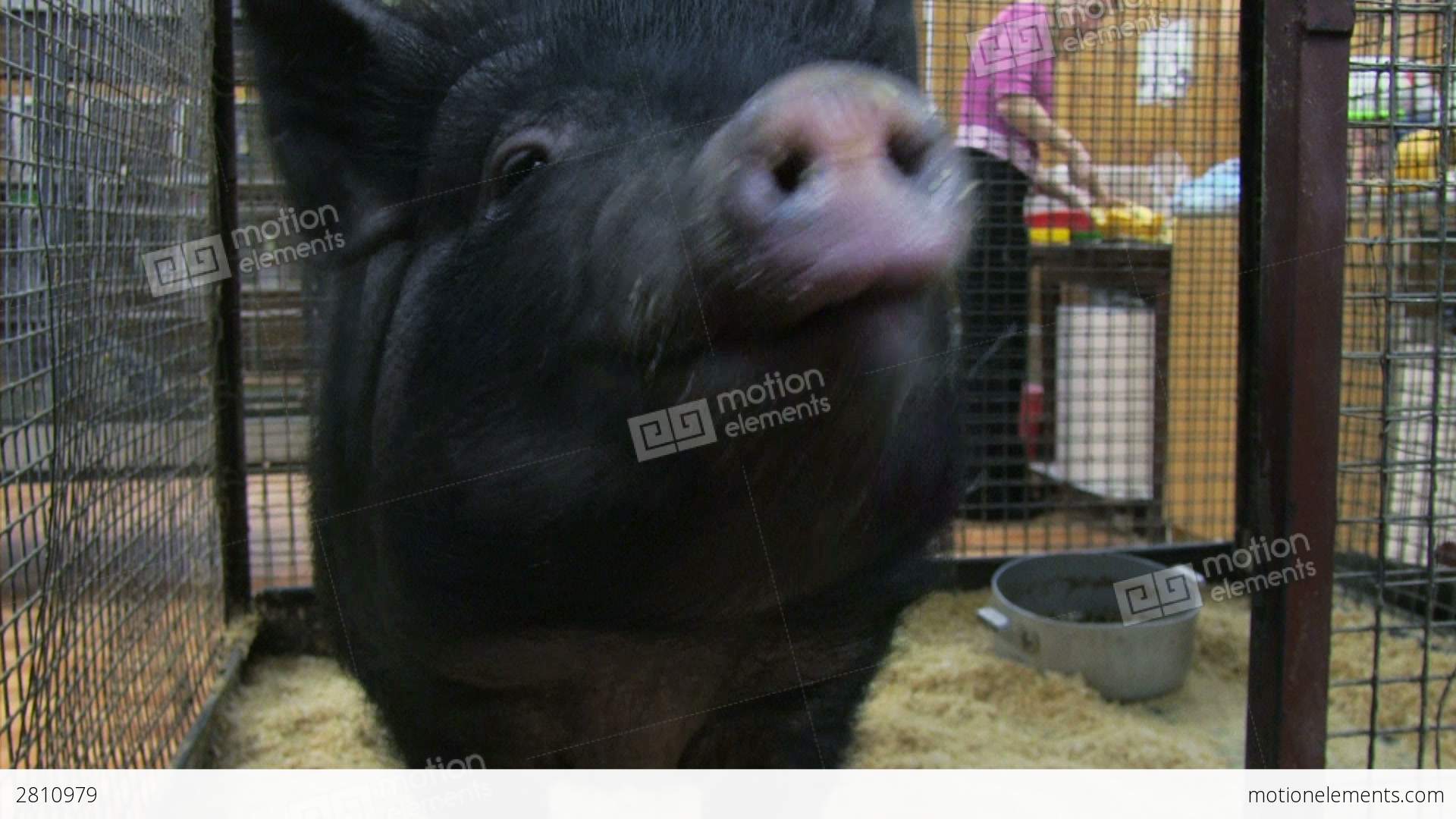 Petting Zoo. Black Pig Stock video footage | 2810979