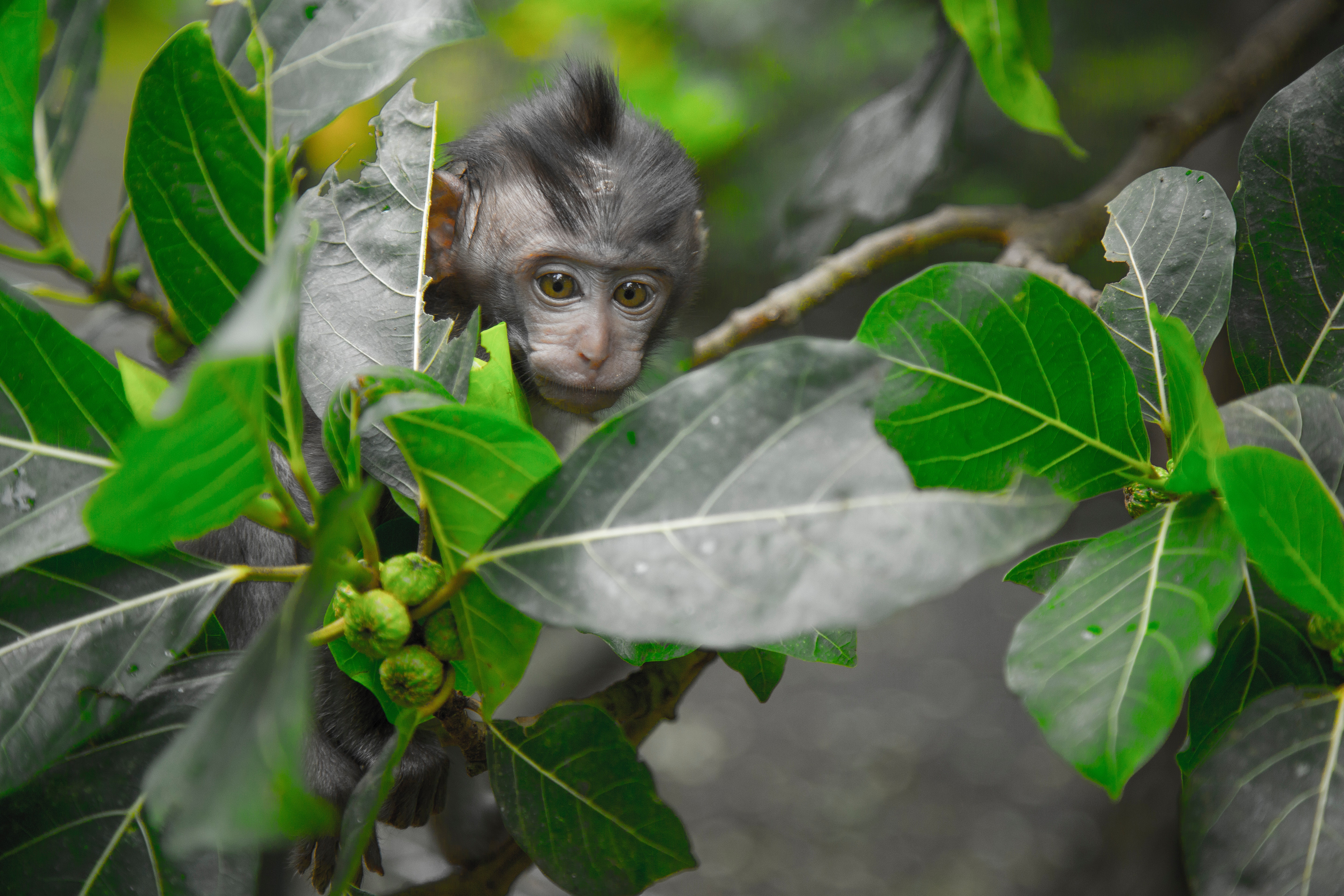 Black Primate Seeking Behind Green Leaf Tree, Animal, Jungle, Wildlife, Wild animal, HQ Photo