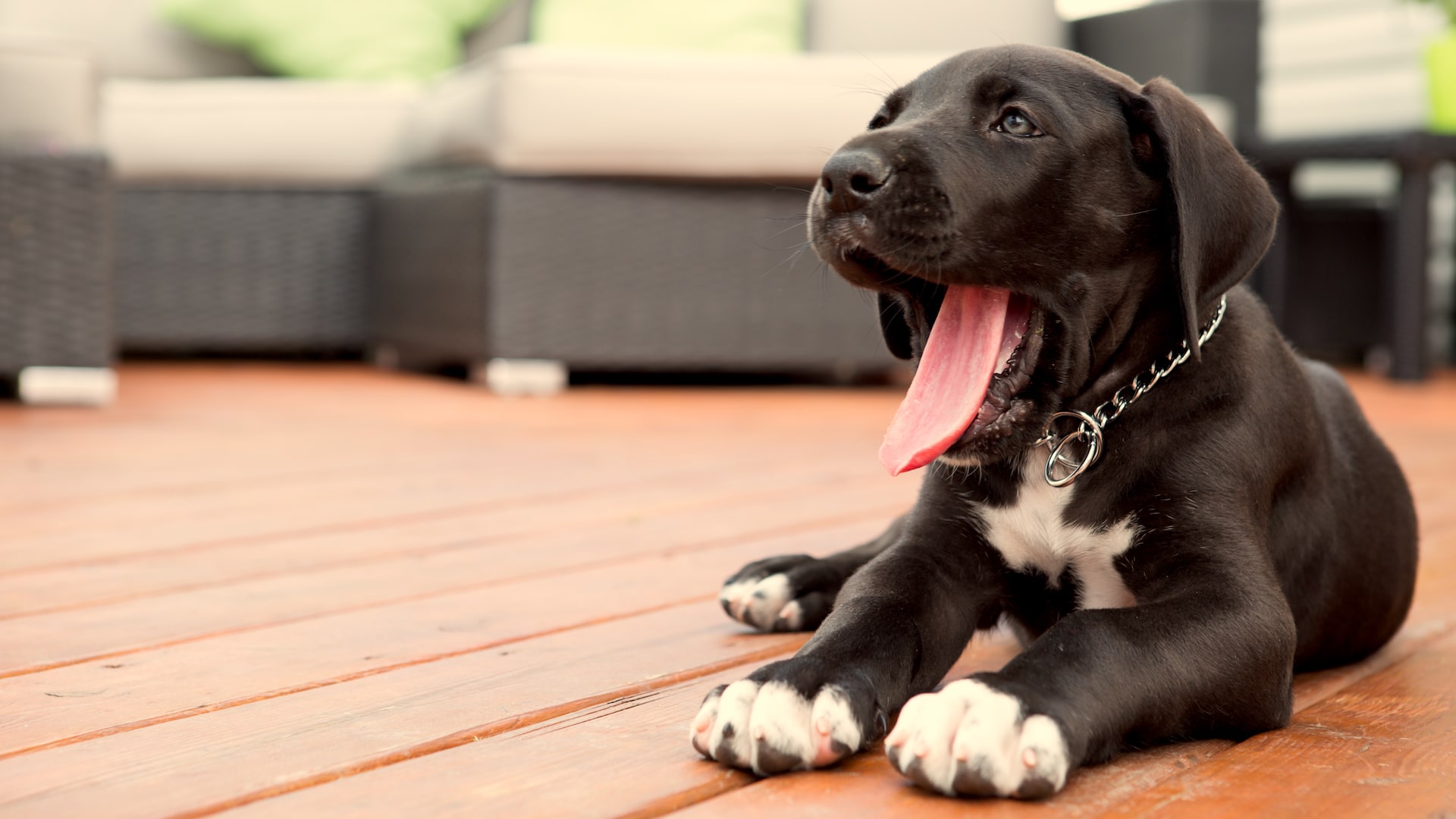 100 Names for Your Black Pup — Inspired by Pop Culture, Food & More