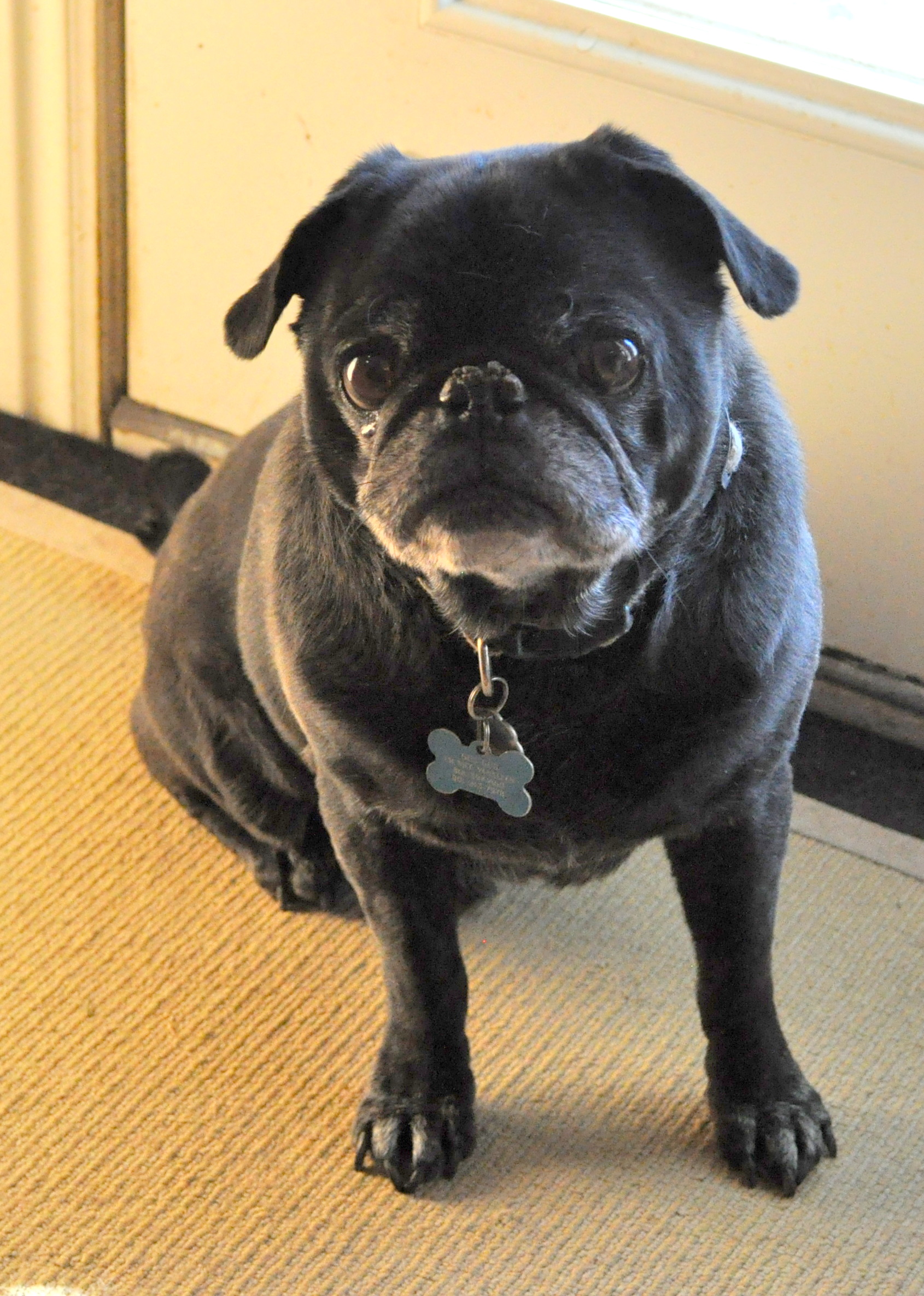 Black Pug just as beautiful in their senior years! | Pug Nation ...