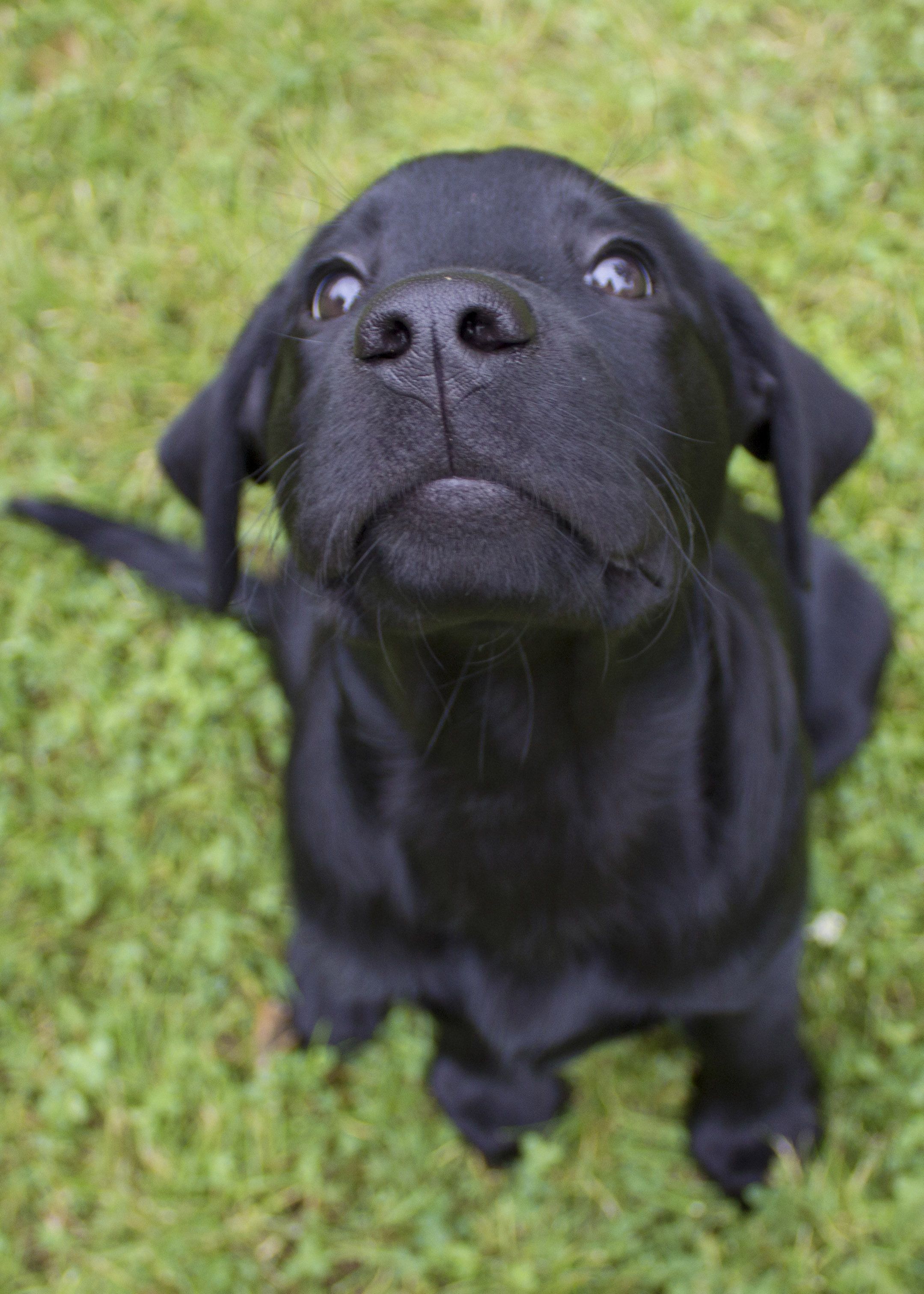 Puppy Glamour Shots | Black lab puppies, Black labs and Labs