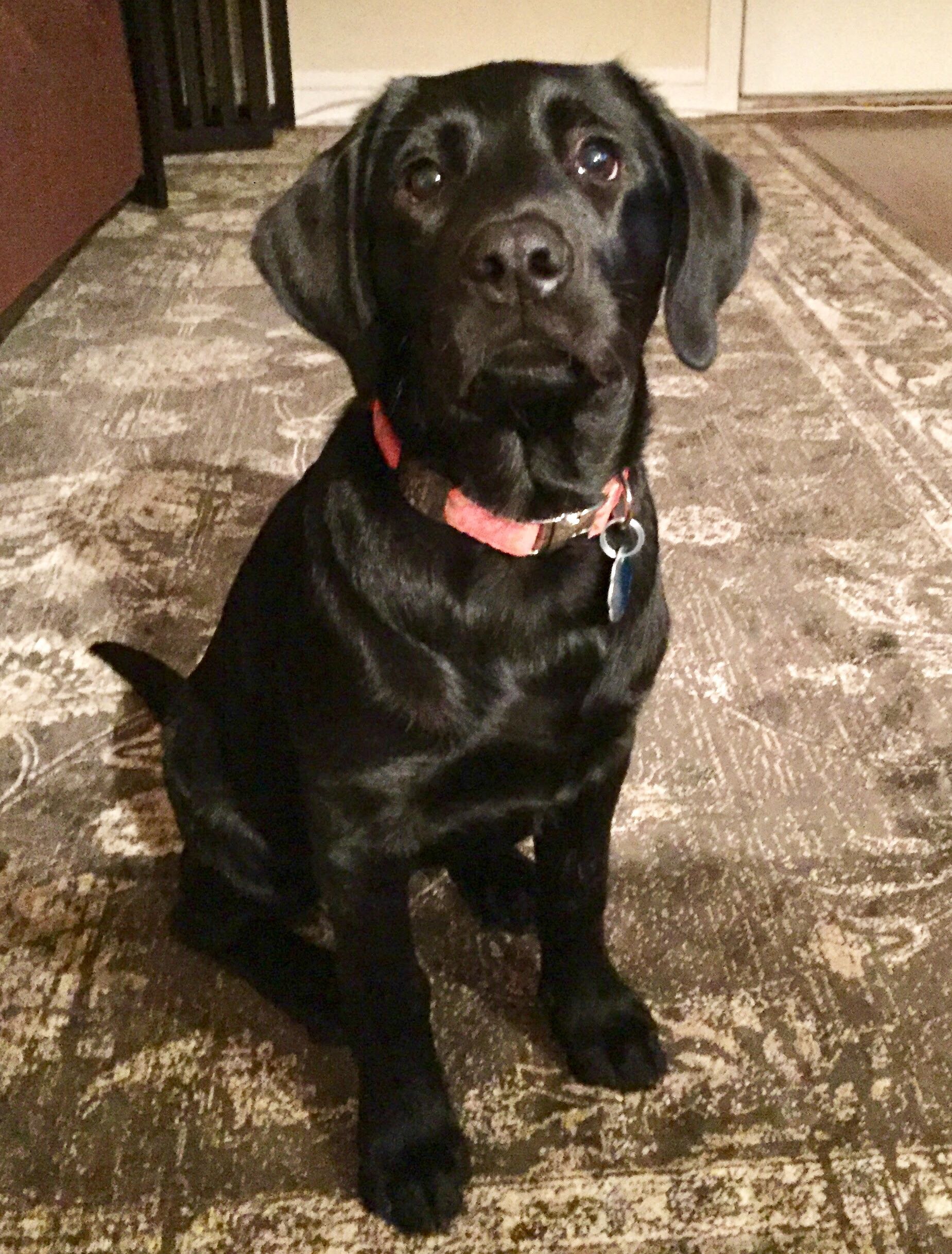 The first nights home with a new puppy | Piper Pup Blog | Black ...