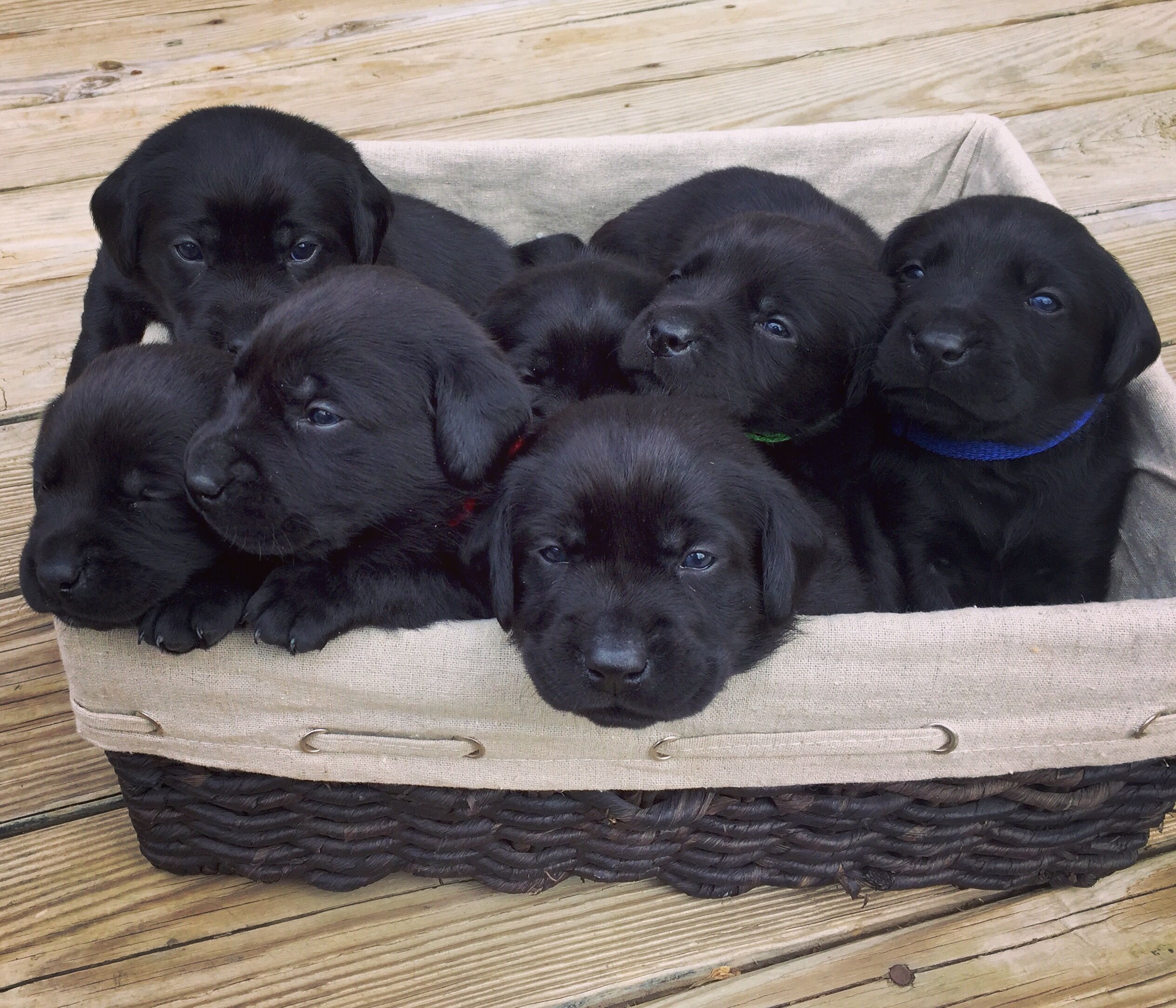 2 week old black lab puppies | Puppies | Pinterest | Black lab ...