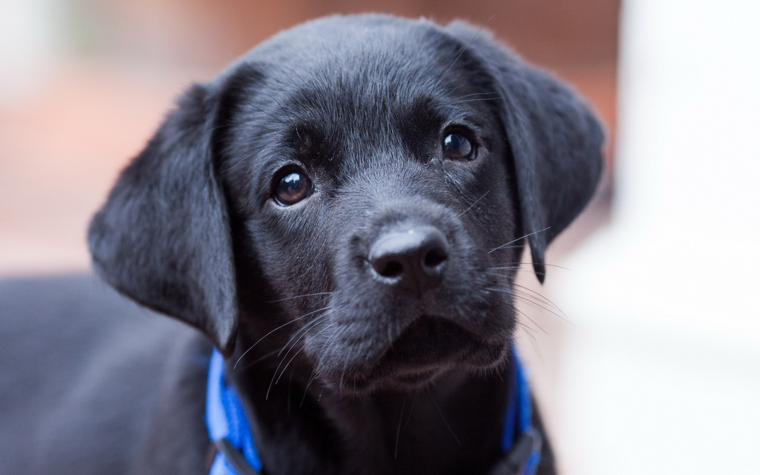 Black Puppy HD Wallpapers - THIS Wallpaper
