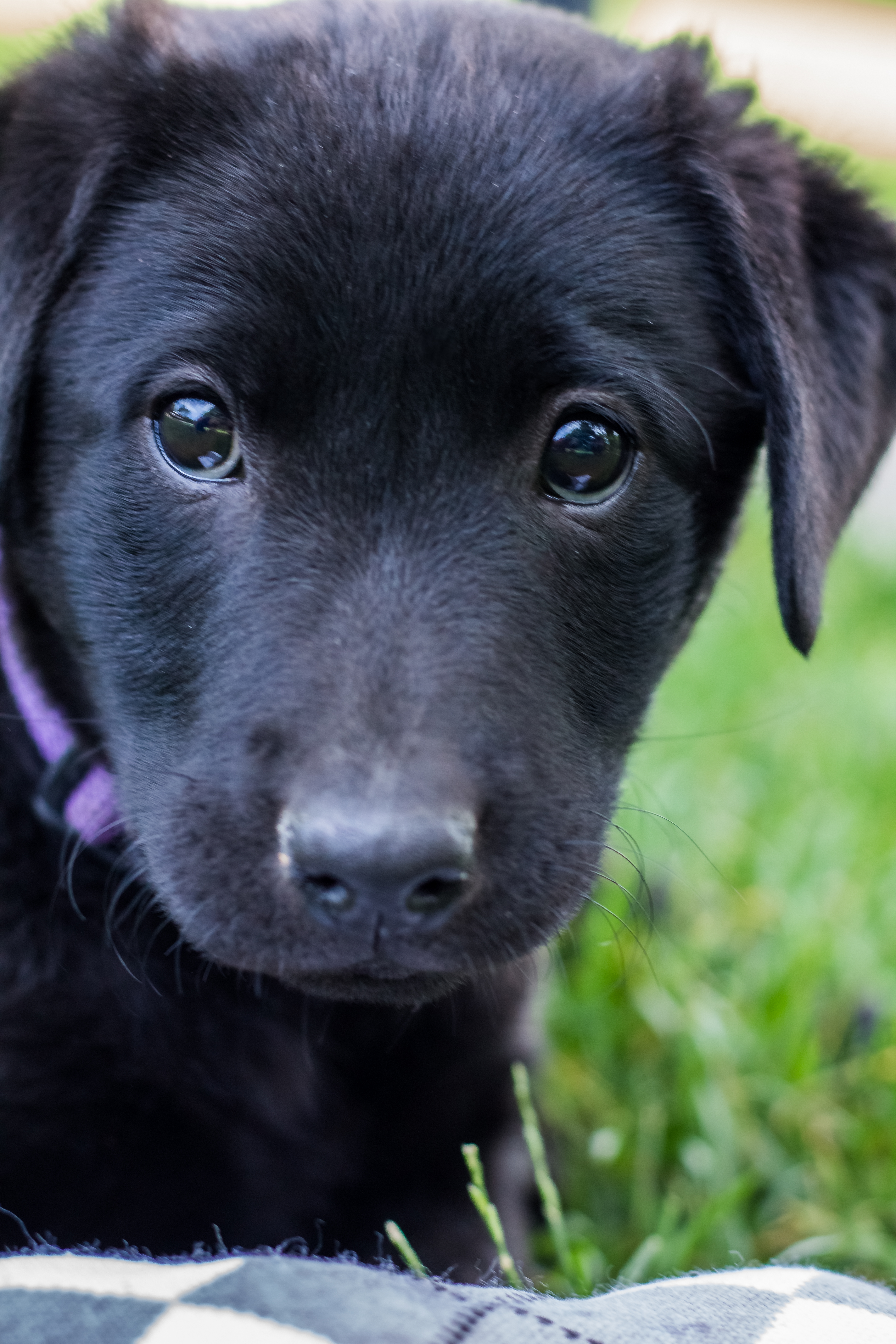 Summer Sale! Beautiful Female Black Lab Puppy– Placed